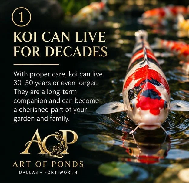 FACTS ABOUT KOI FISH 🎏
#koi #koiponds #dallaskoi #dallasponds #waterfeatures