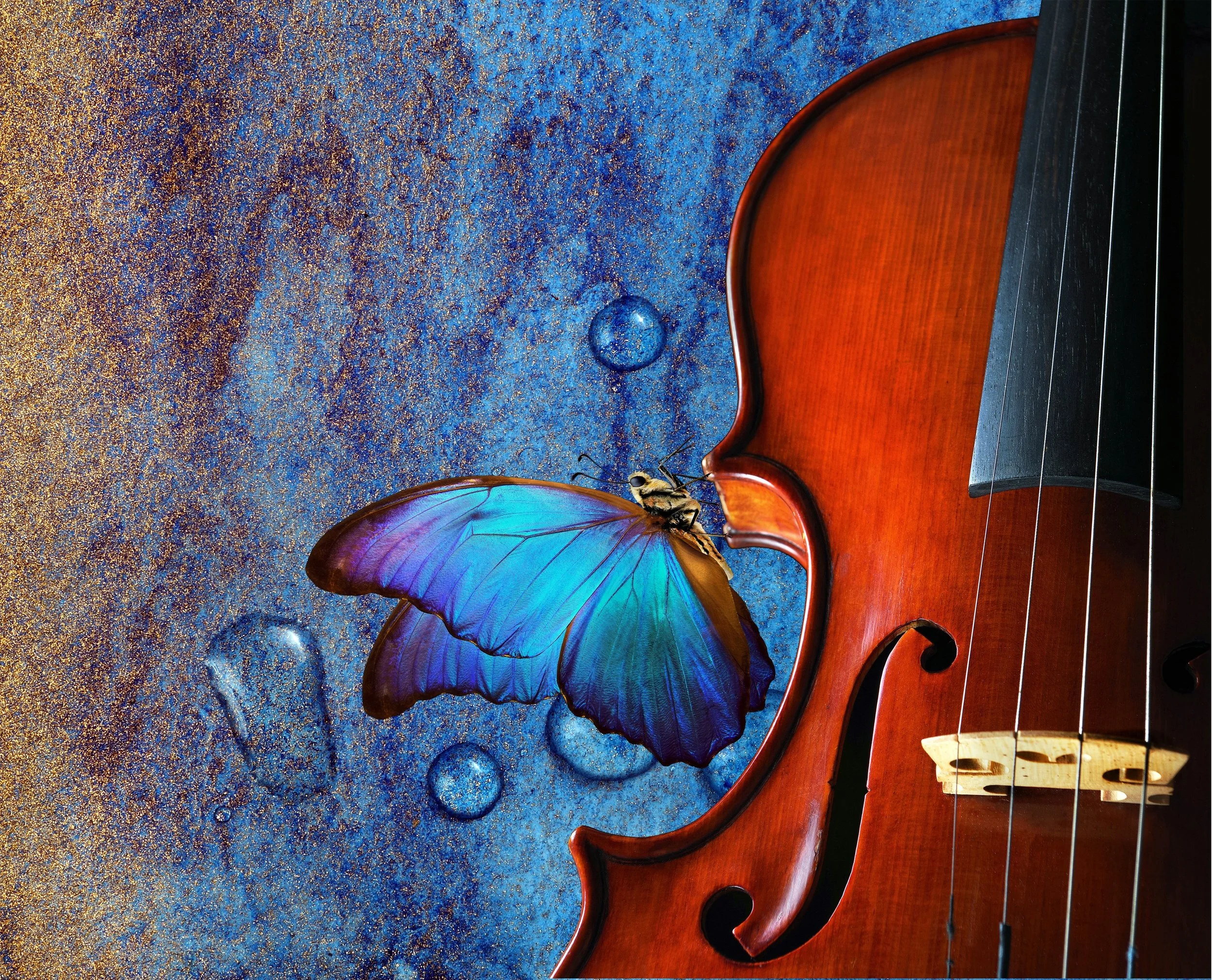 Close-up of a violin and a butterfly resting on the violin's body against a blue textured background.