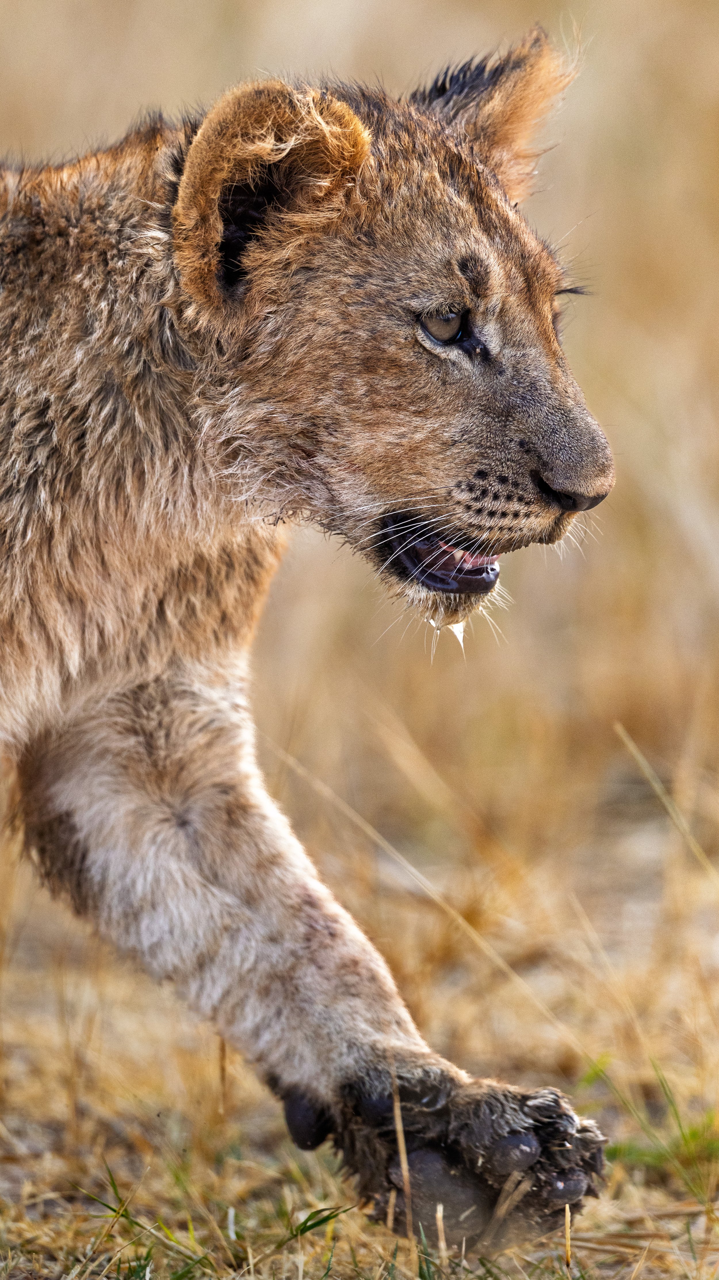 Prowling cub | Rwanda