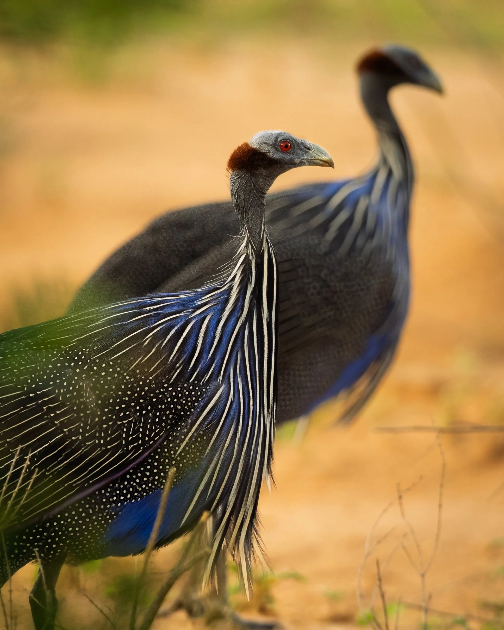 Vulturine Guinea Fowl | Kenya