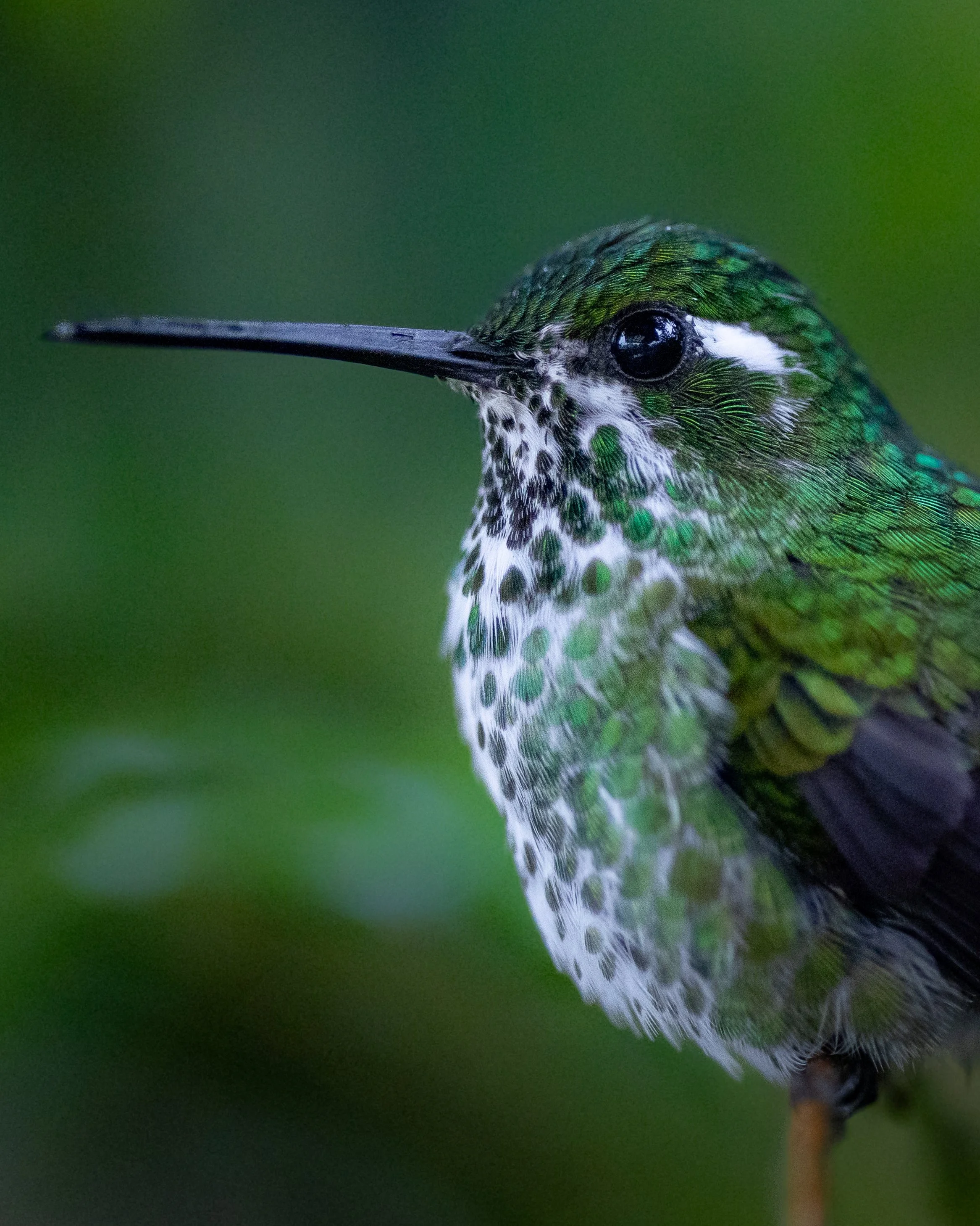 Amazilia | Ecuador