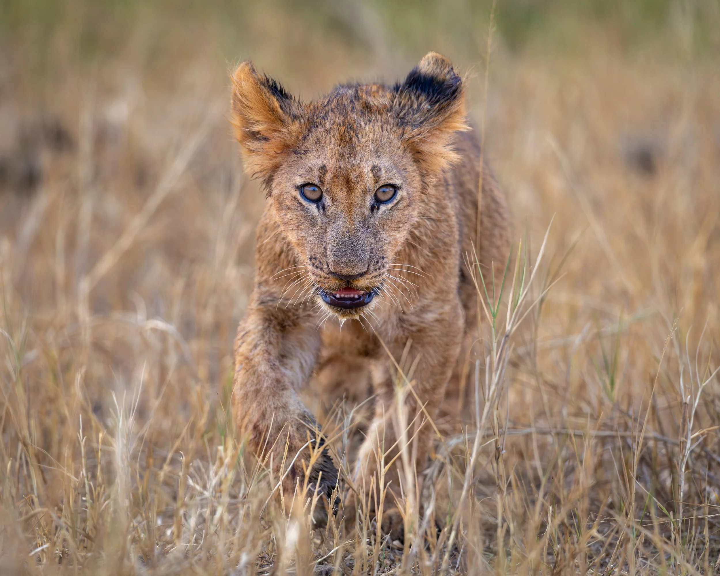 Lion cub | Akagera, Rwanda