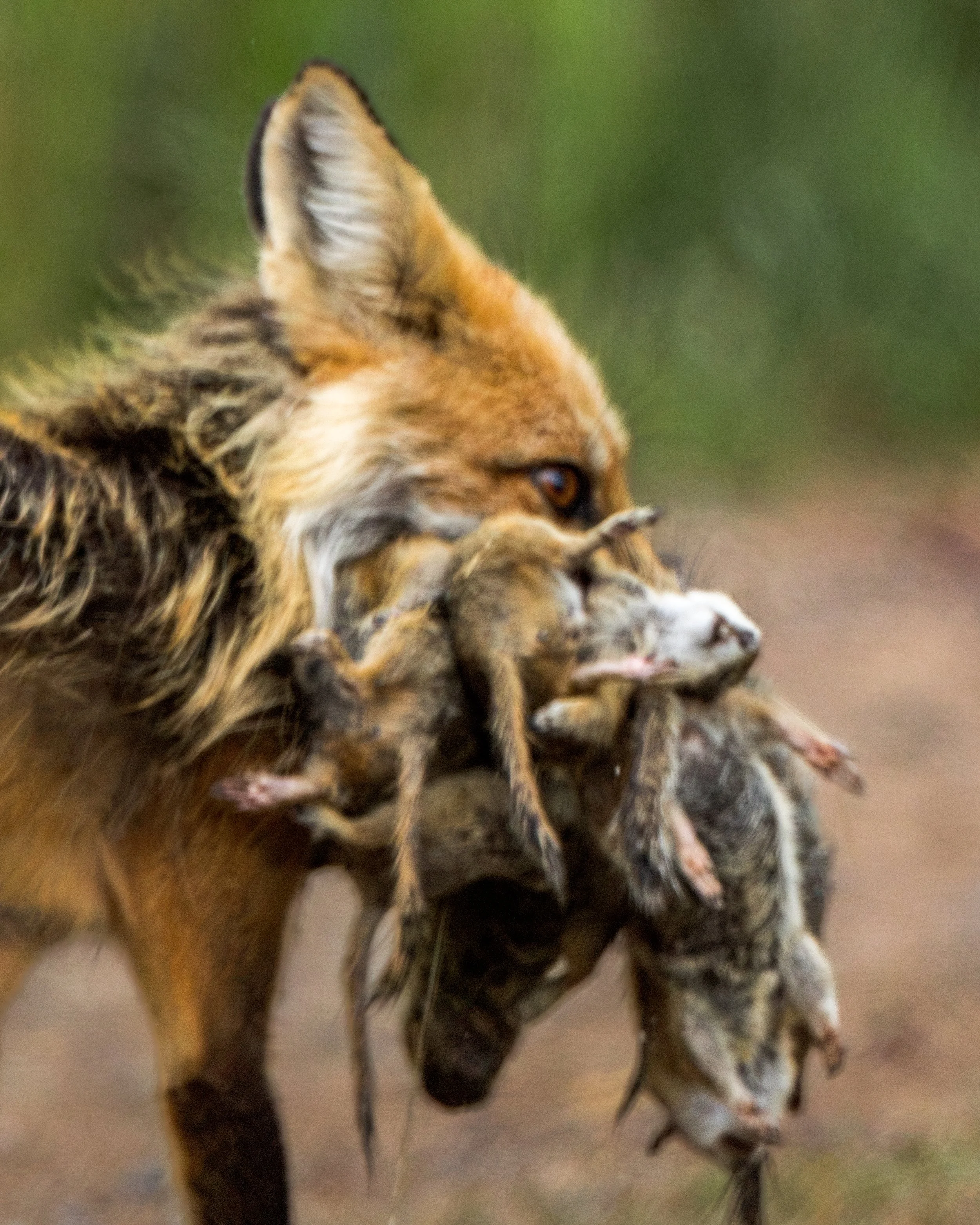 Red Fox to-go | Ashcroft, Colorado