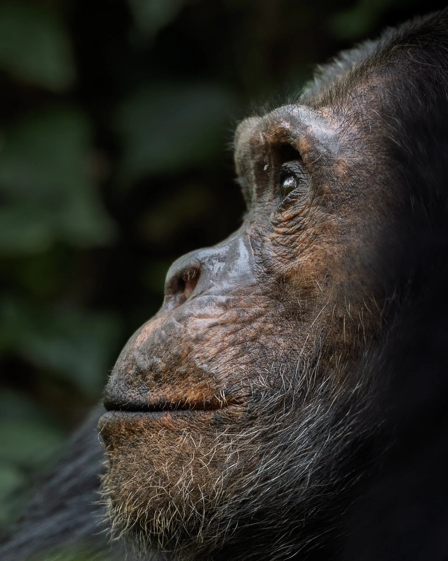 Chimpanzee | Nyungwe NP, Rwanda