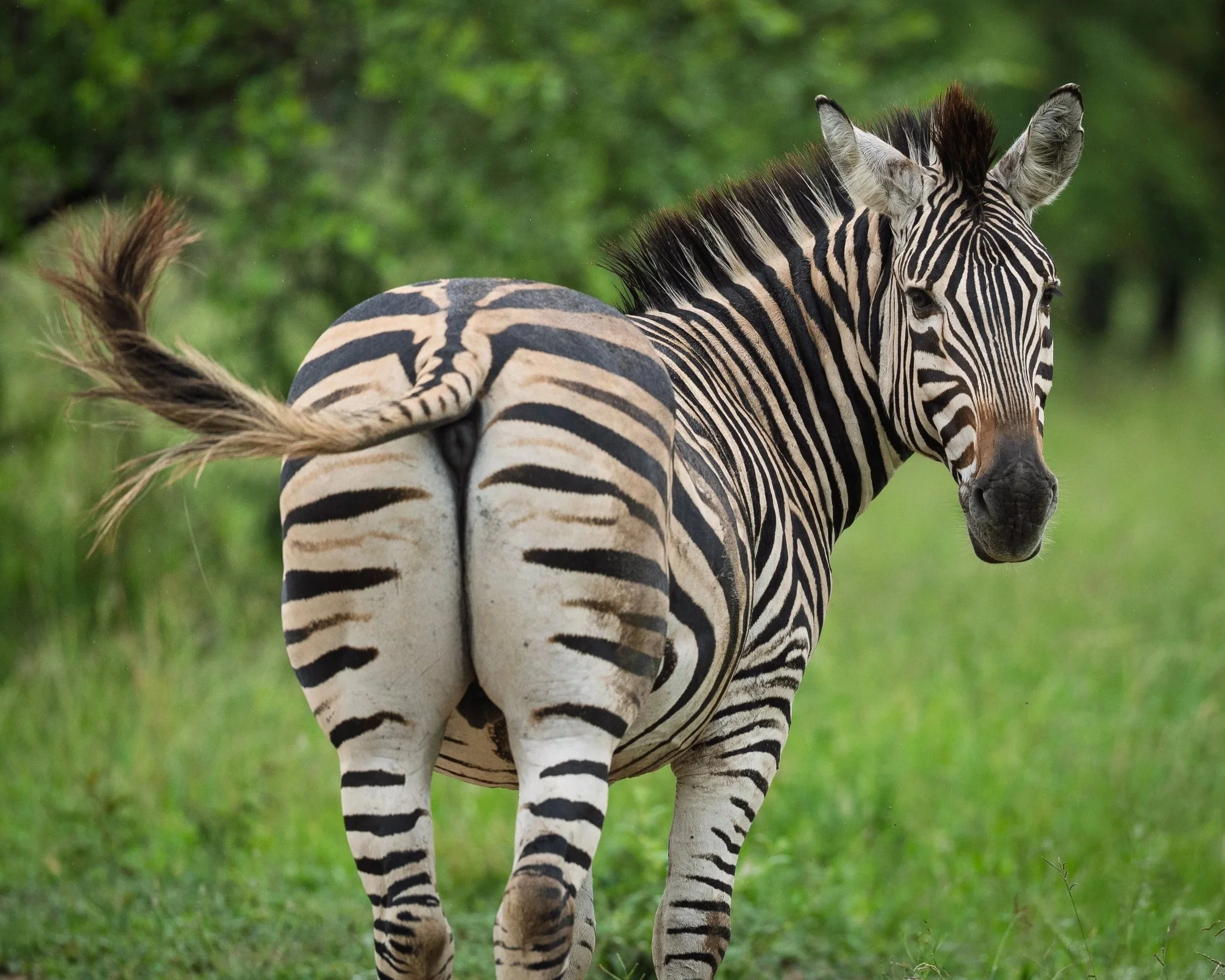 Plains Zebra | Rwanda