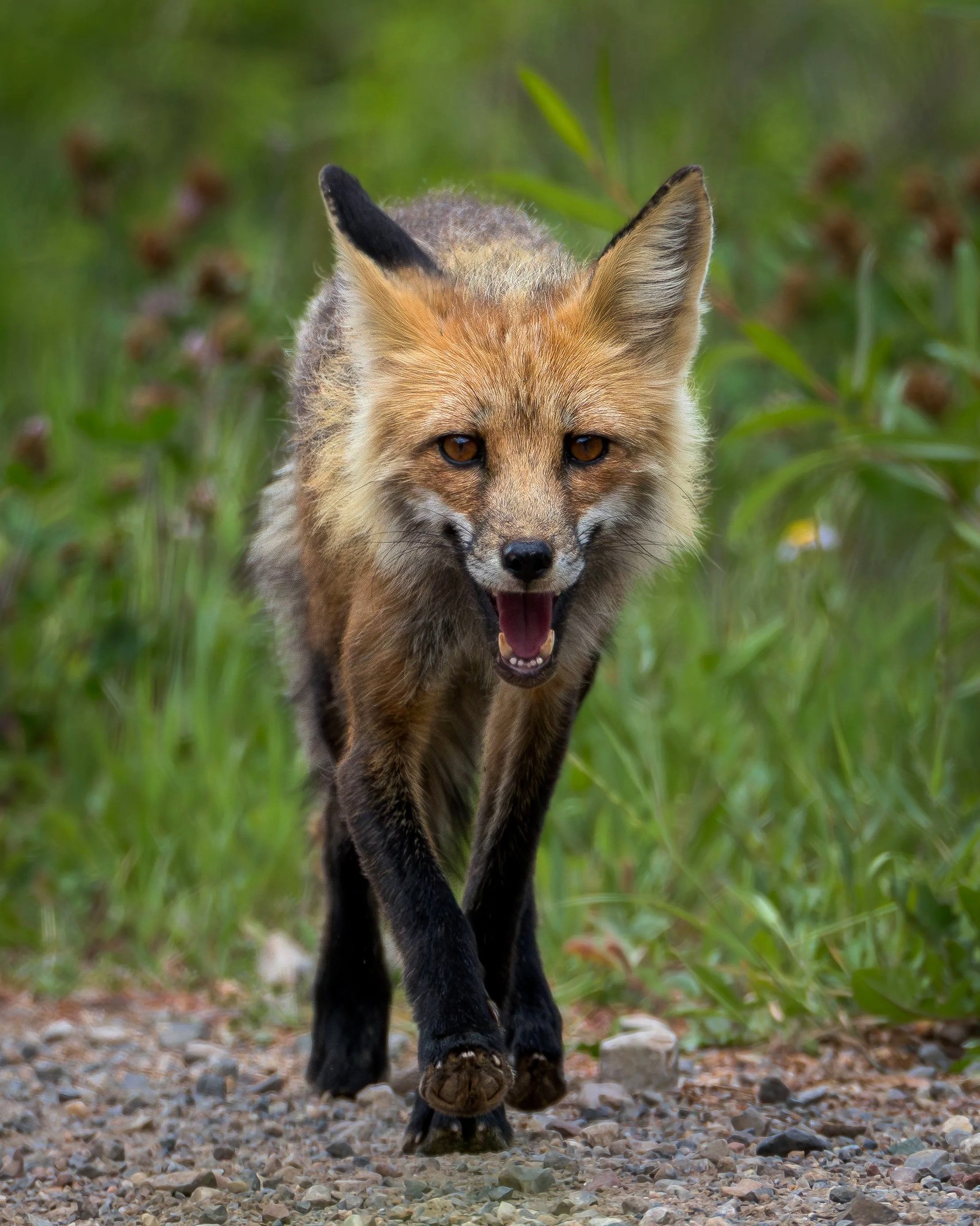 Red Fox | Ashcroft, Colorado