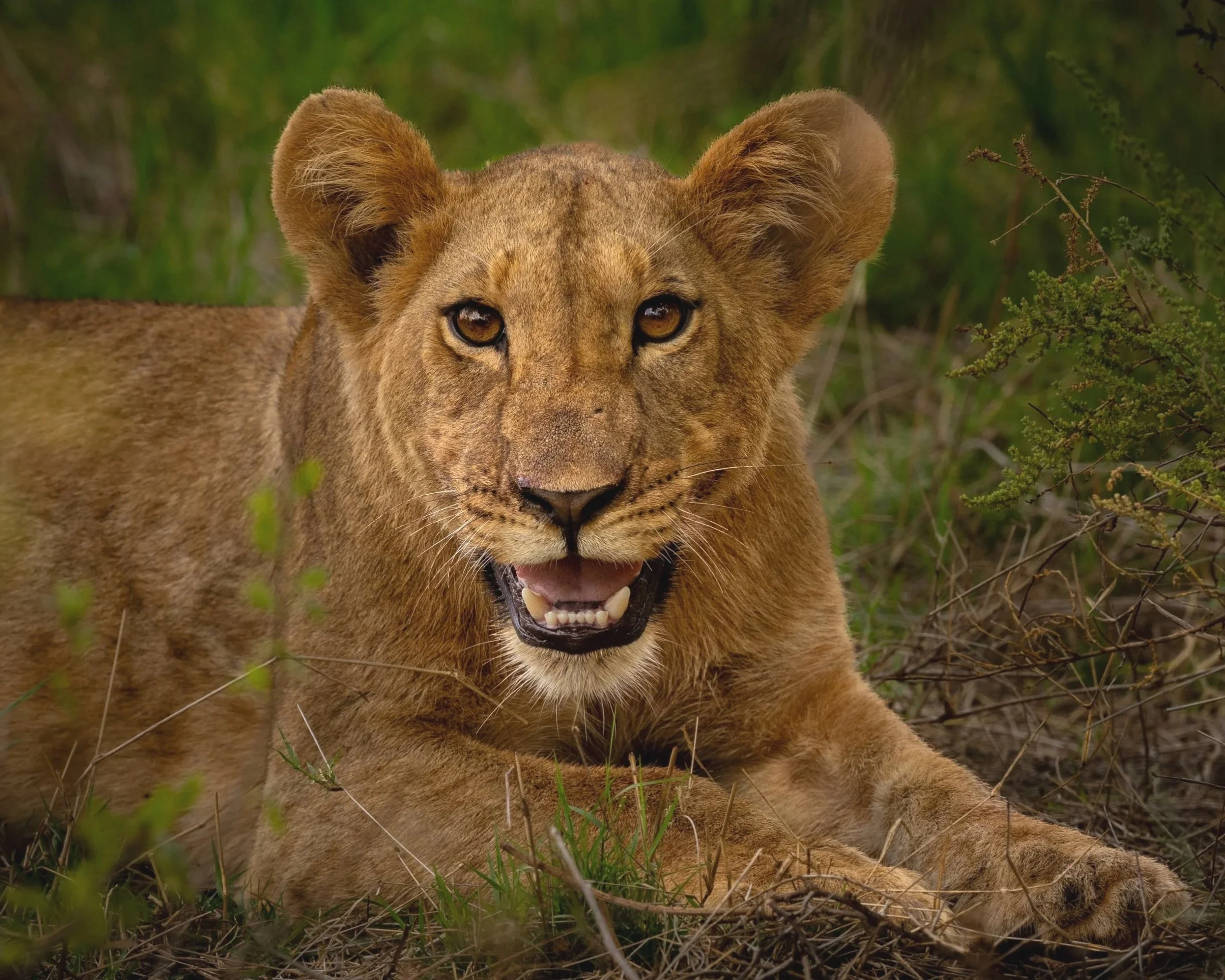 Young lion | Kenya