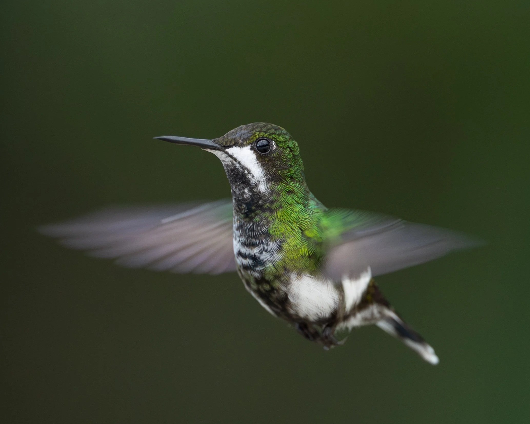 Wire-crested Thorntail | Ecuador