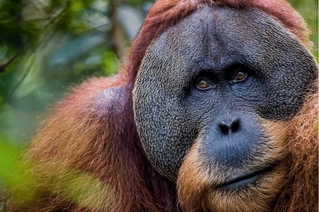 Orangutan | Sumatra, Indonesia