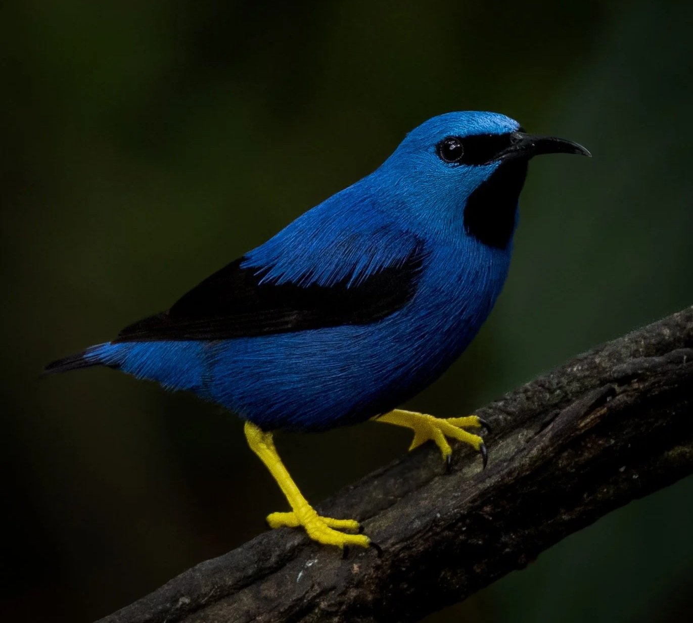 Shining Honeycreeper | Costa Rica