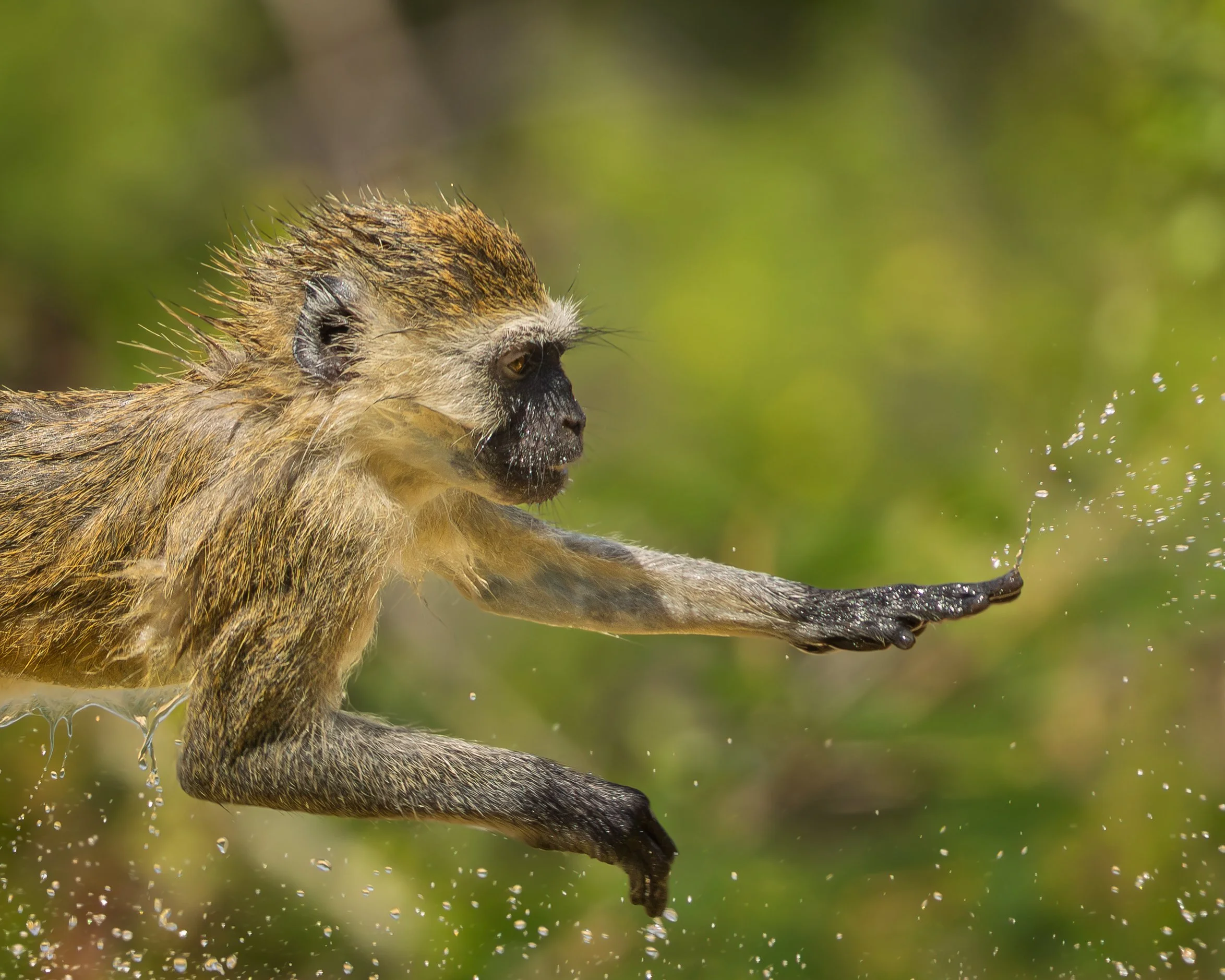 Vervet Monkey.jpg