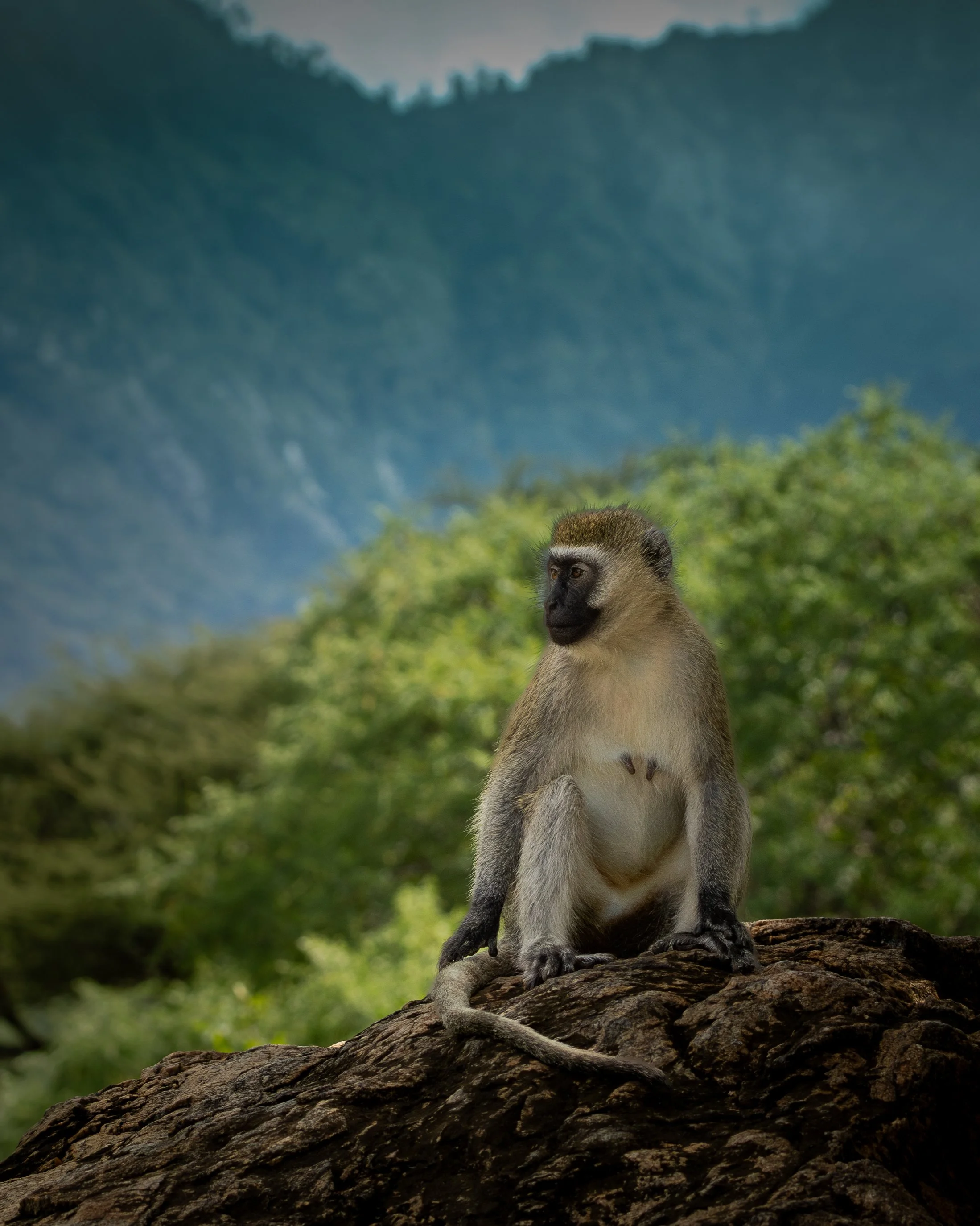 Vervet Monkey | Matthews Mountains, Kenya