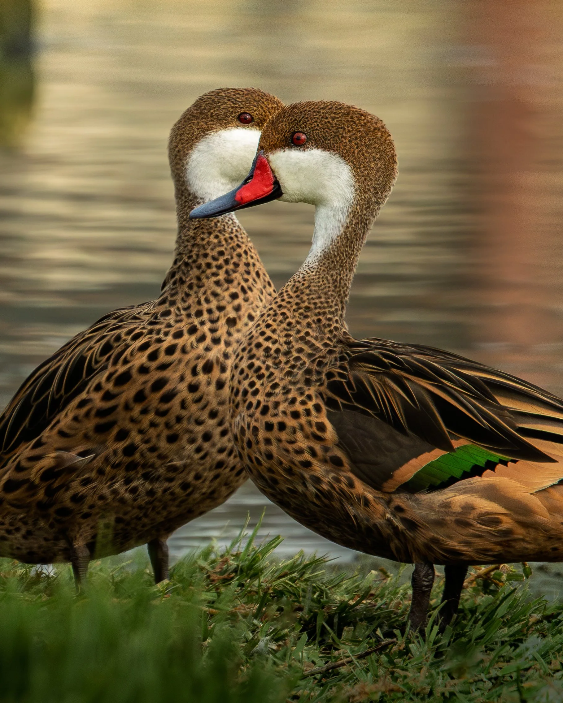 White-cheeked Pintails | Peru