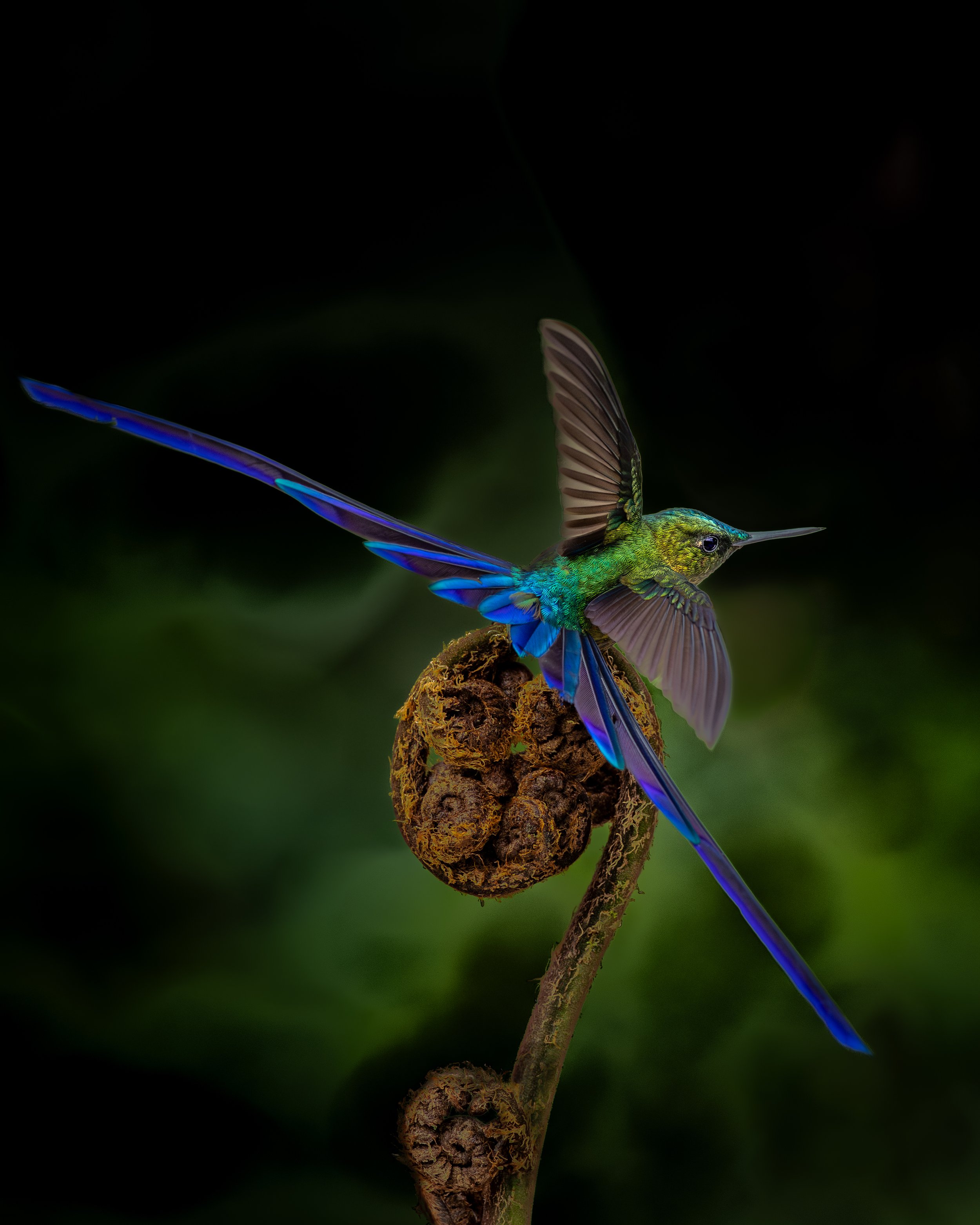 Long-tailed Sylph | Ecuador
