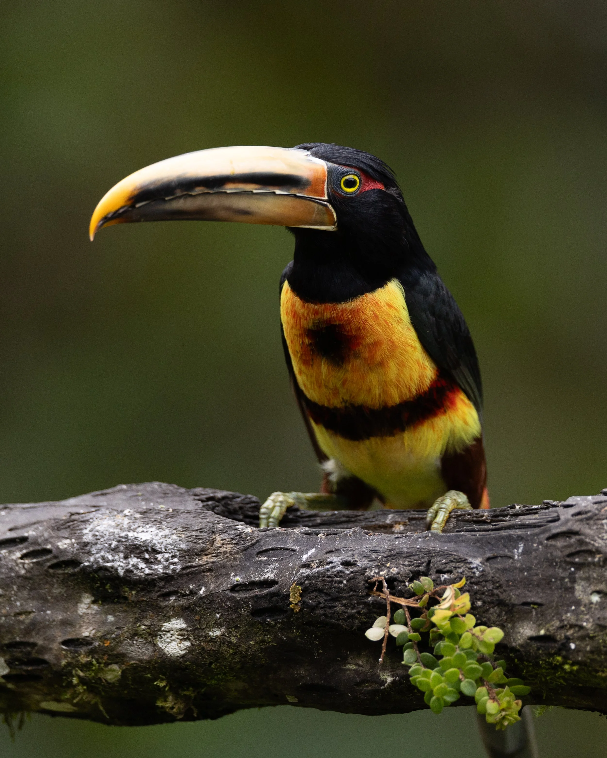 Pale-mandibled Aracari | Pichincha, Ecuador
