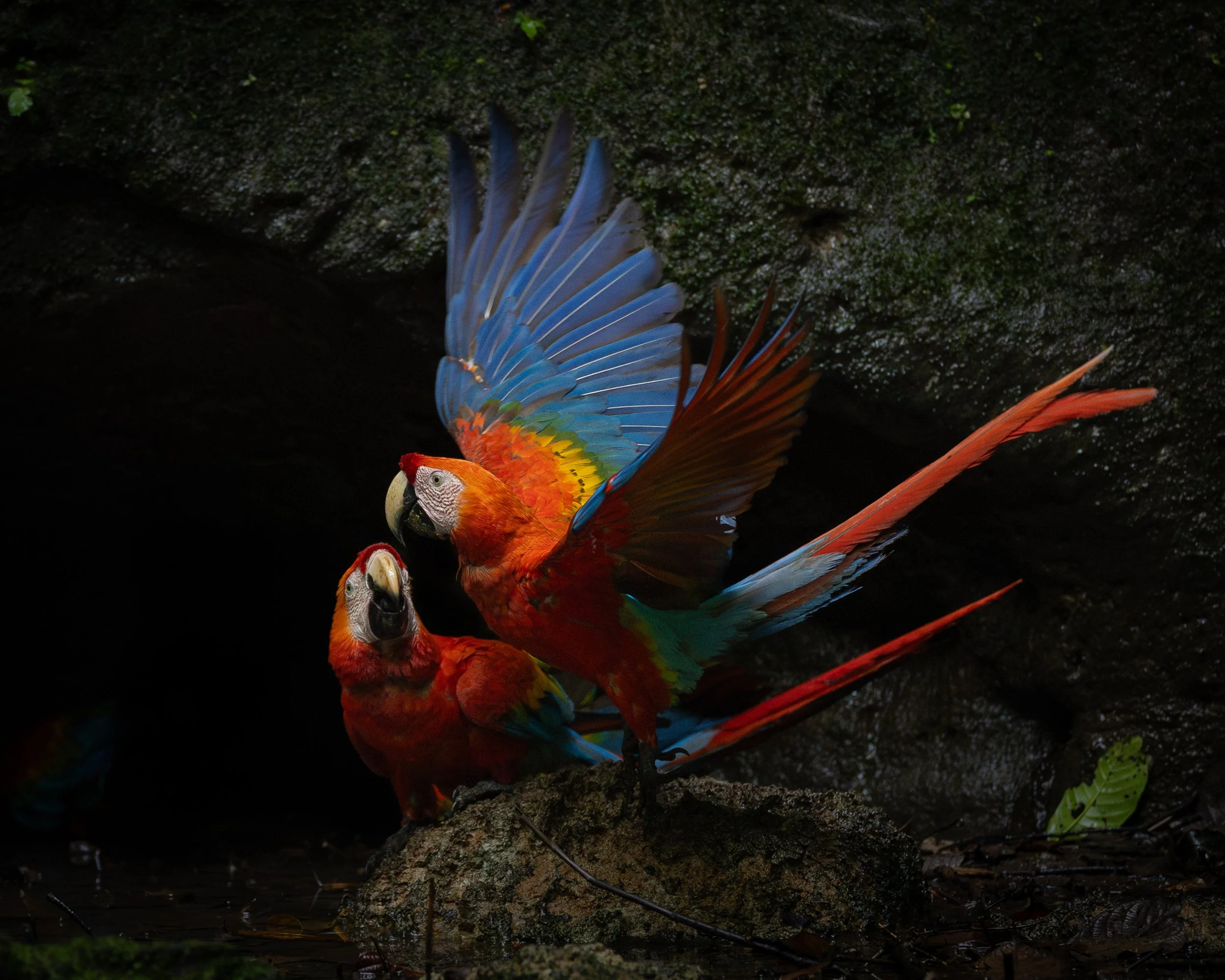 Scarlet Macaws | NAPO, Ecuador
