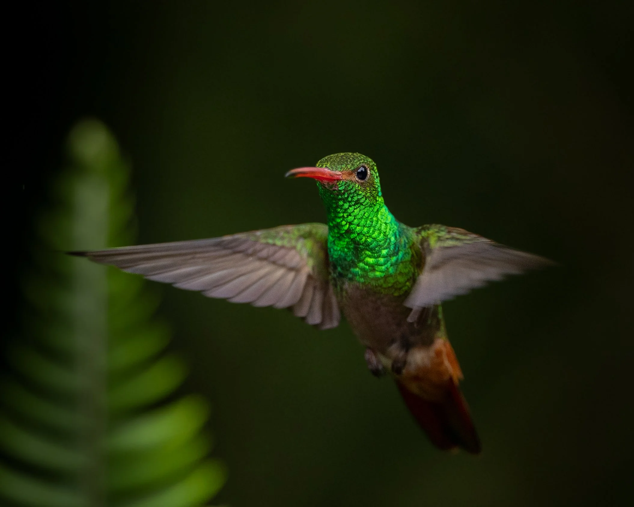 Rufous-tailed Hummingbird | Ecuador