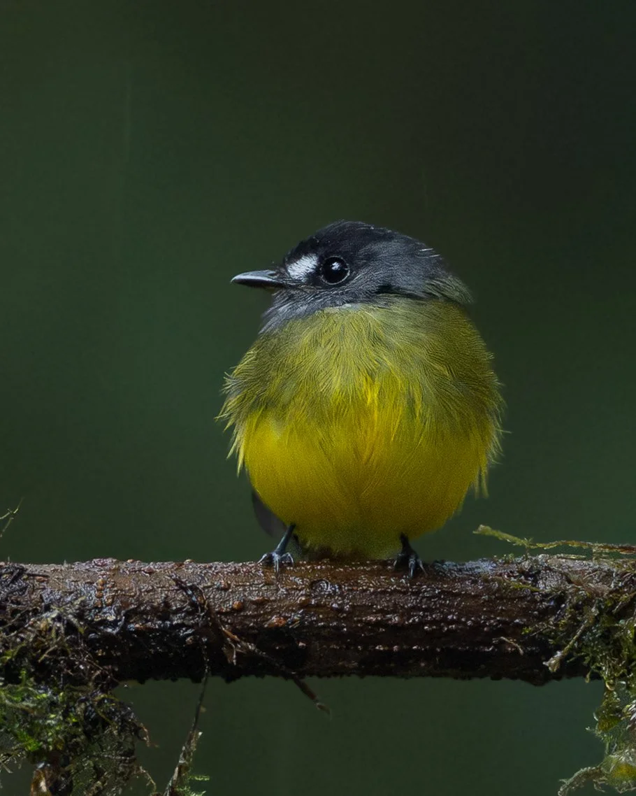 Ornate Flycatcher | Ecuador