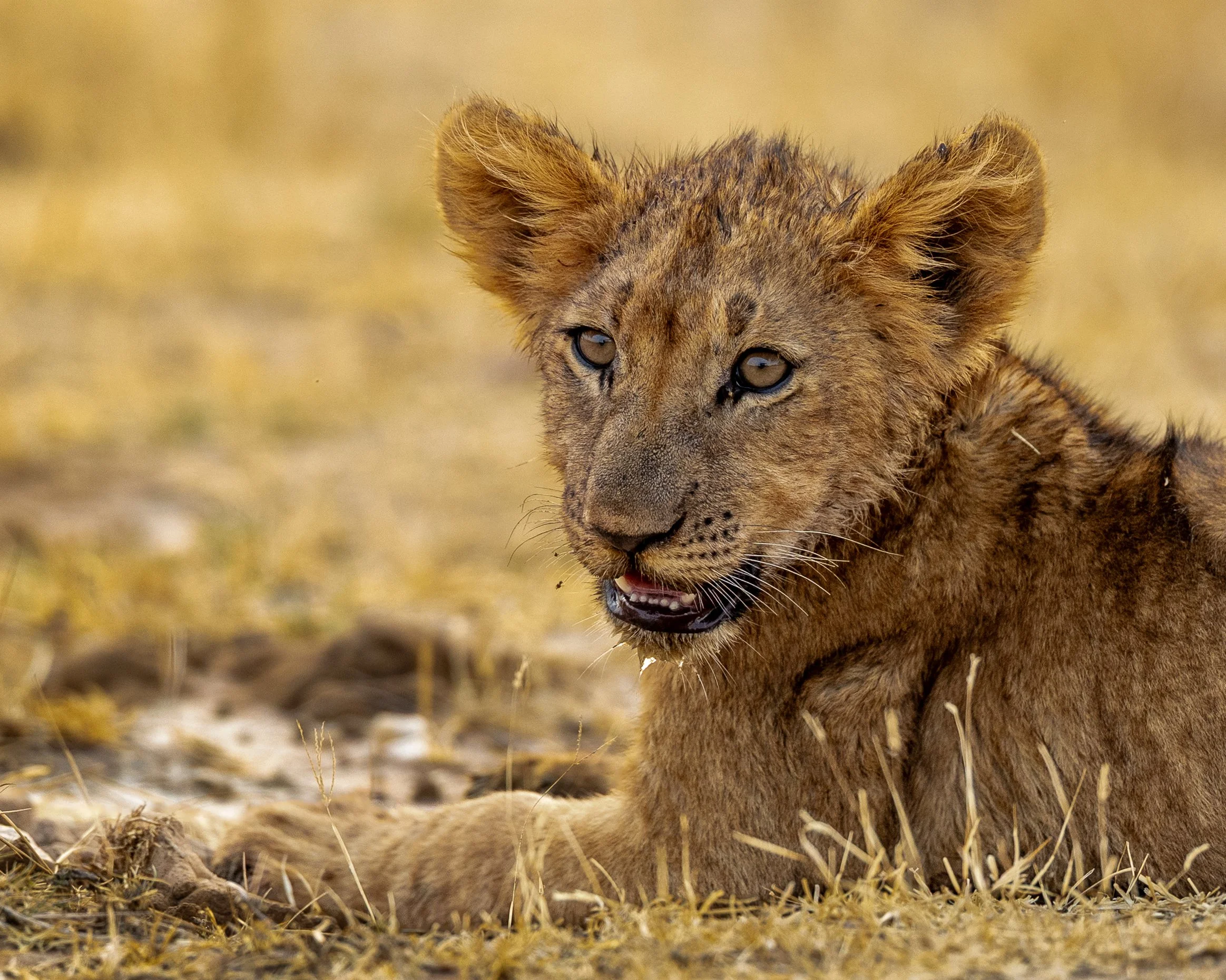 Resting lion cub | Rwanda