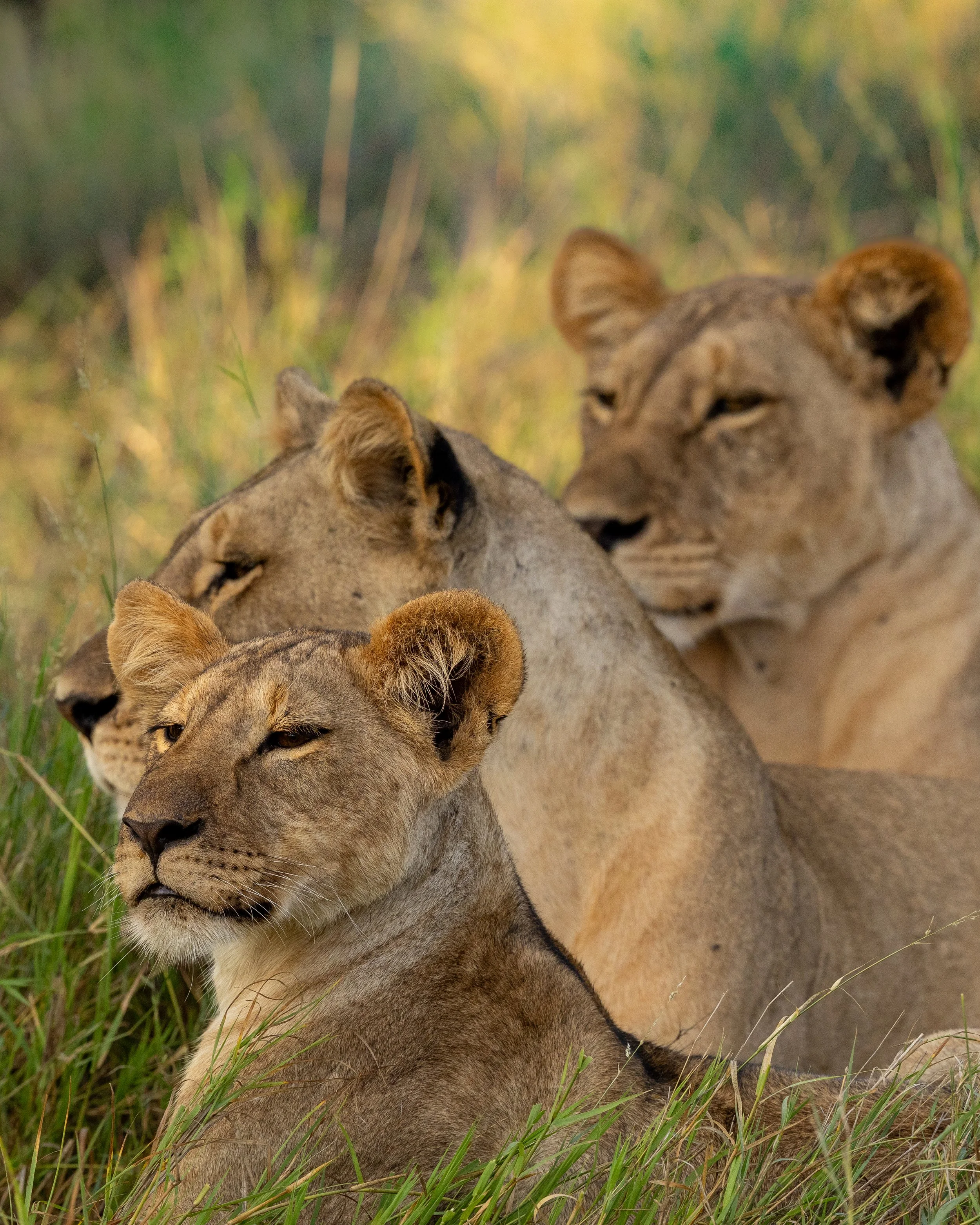 Tres lioness | Kenya