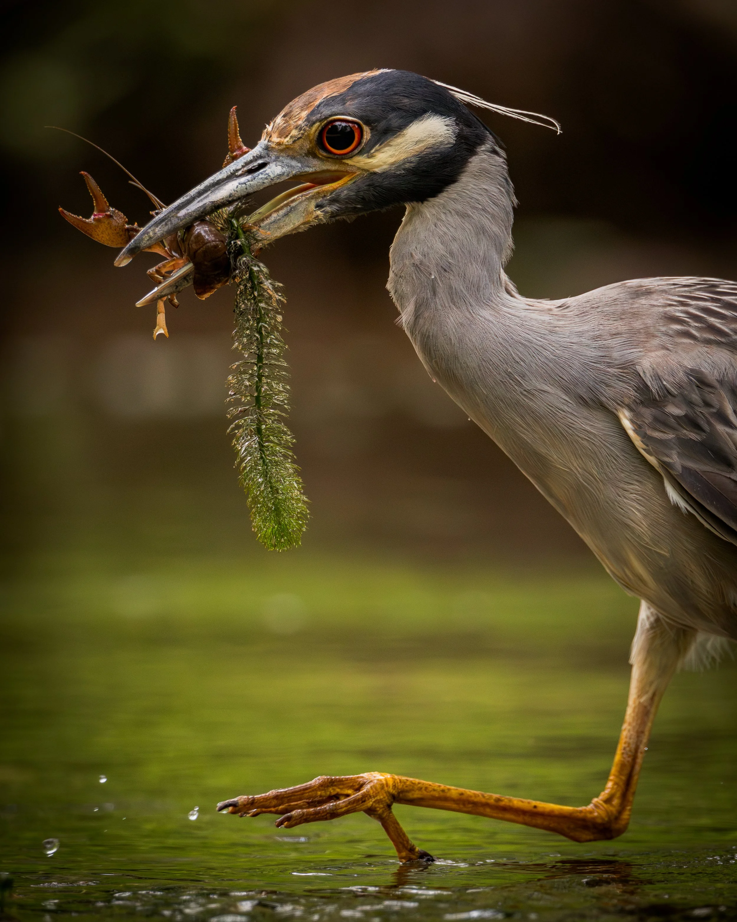 Yellow-crowned Night Heron | Valley Water Mill, Missouri