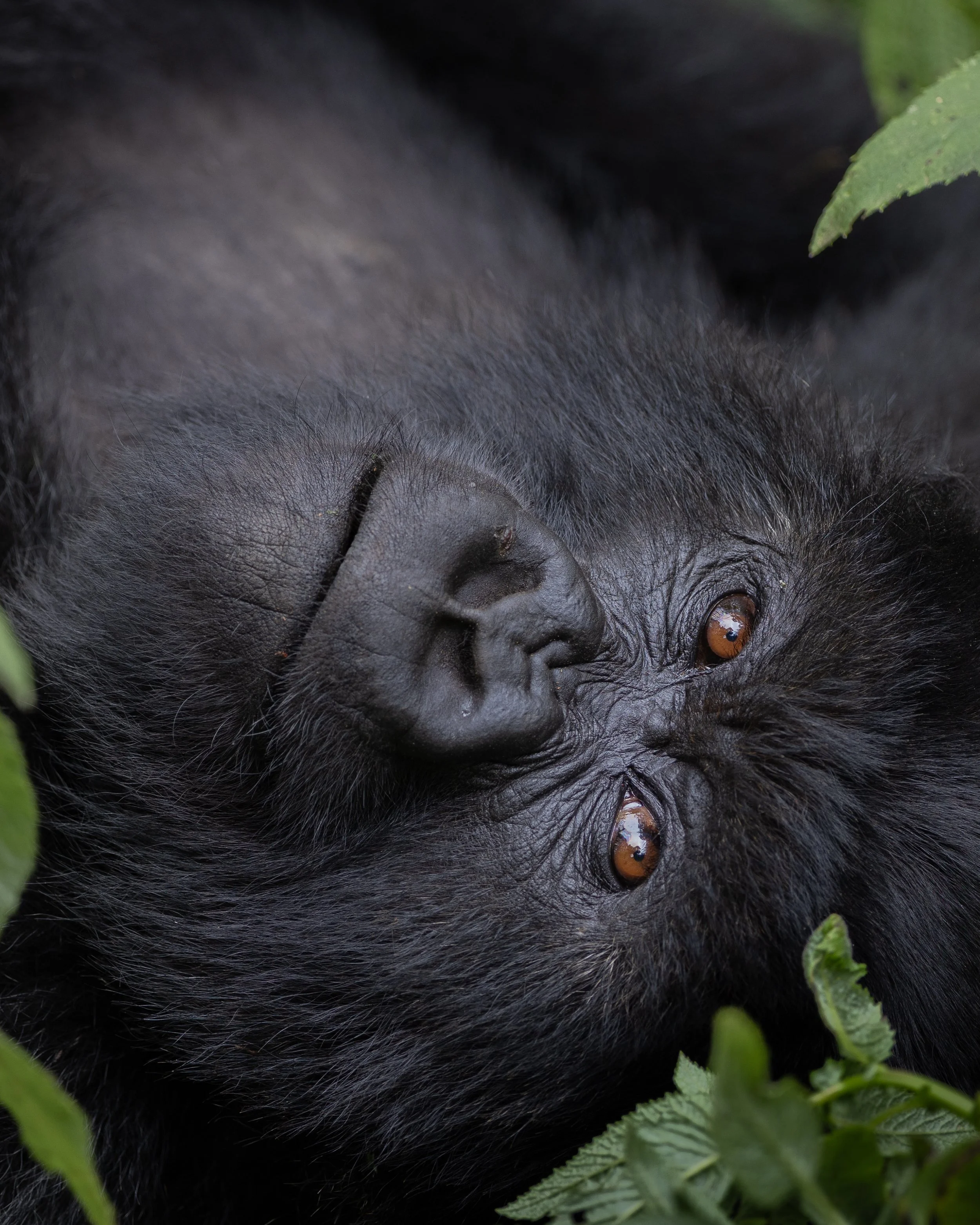 Mountain Gorilla | Volcanoes National Park, Rwanda