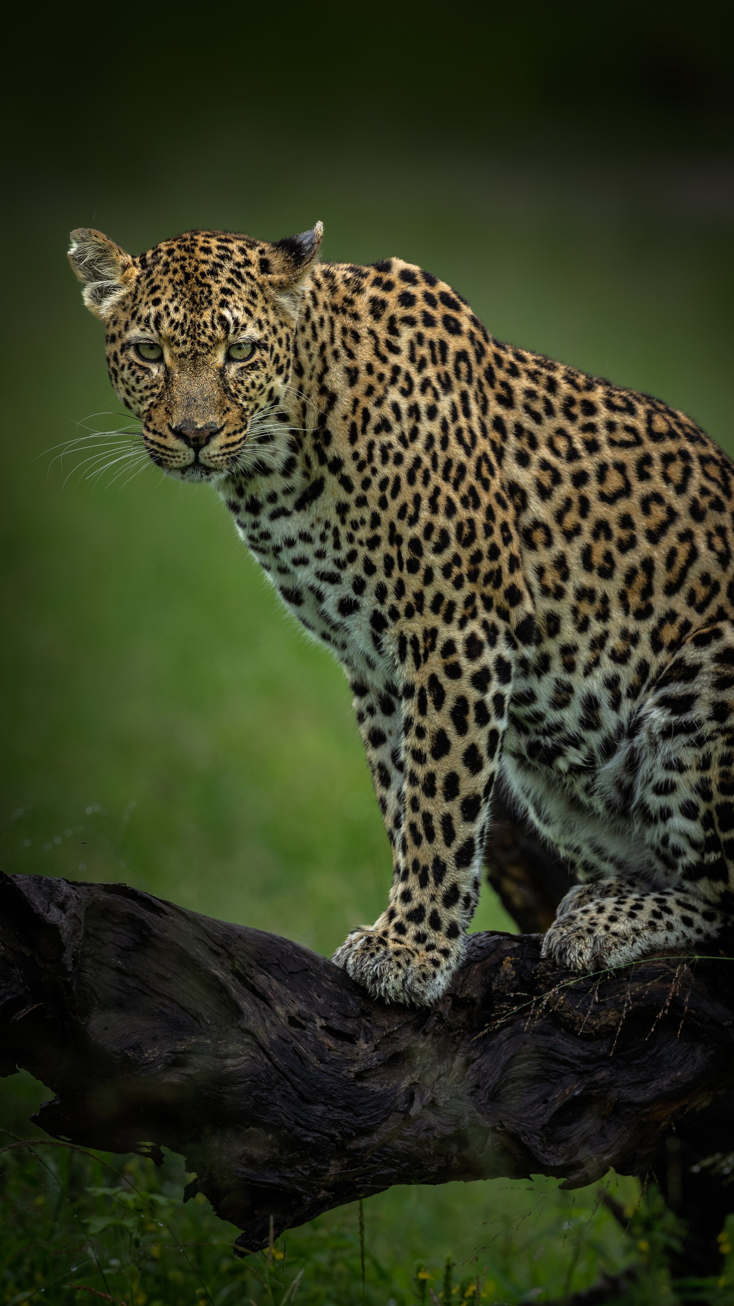 Leopard | Sabi Sands, South Africa