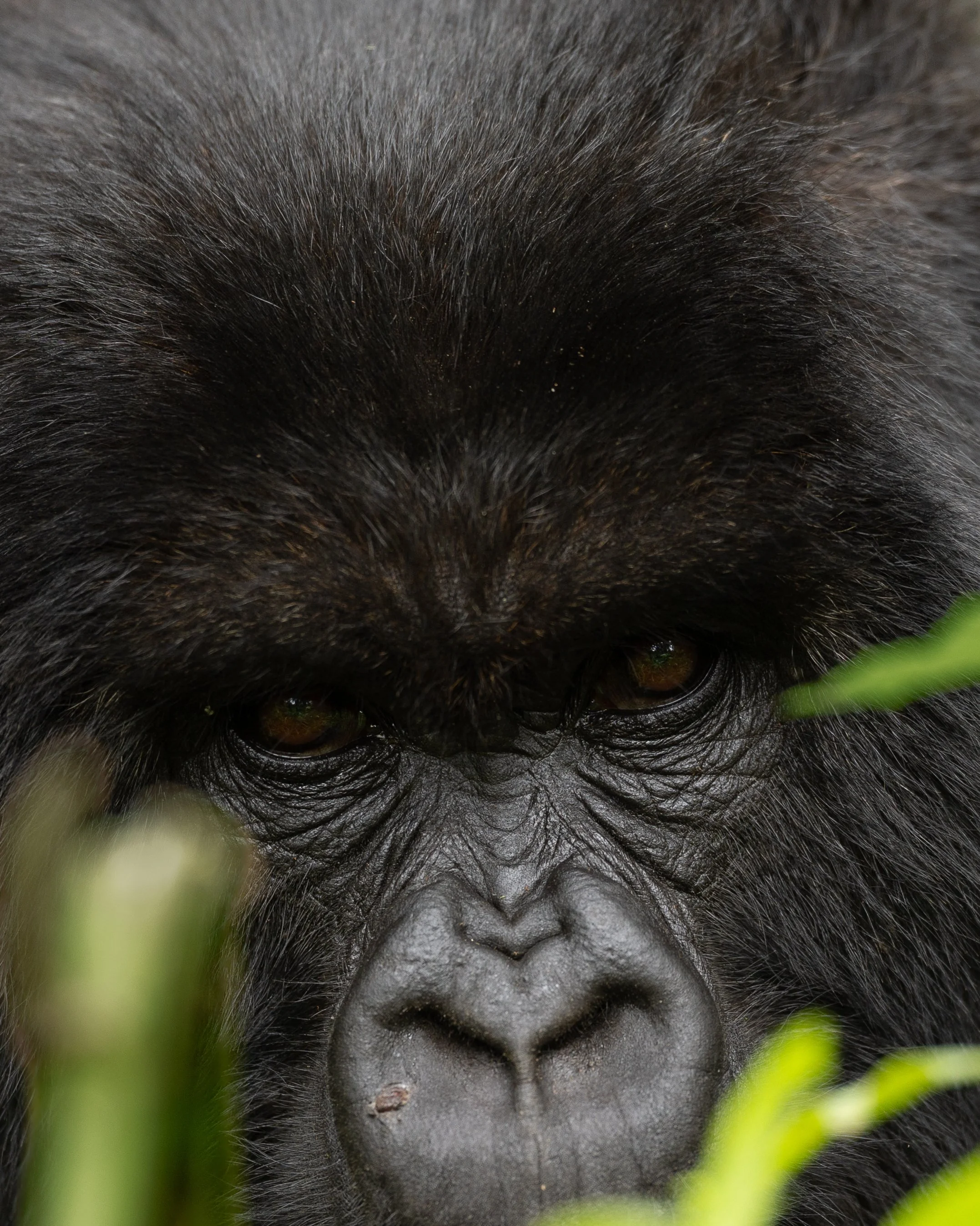 A member of the Umubano family of mountain gorillas | Volcanoes NP, Rwanda