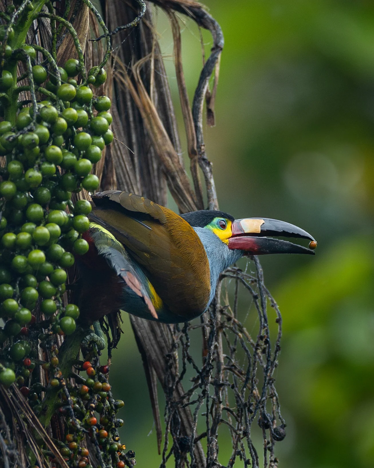 Plate-billed Mountain Toucan | Ecuador
