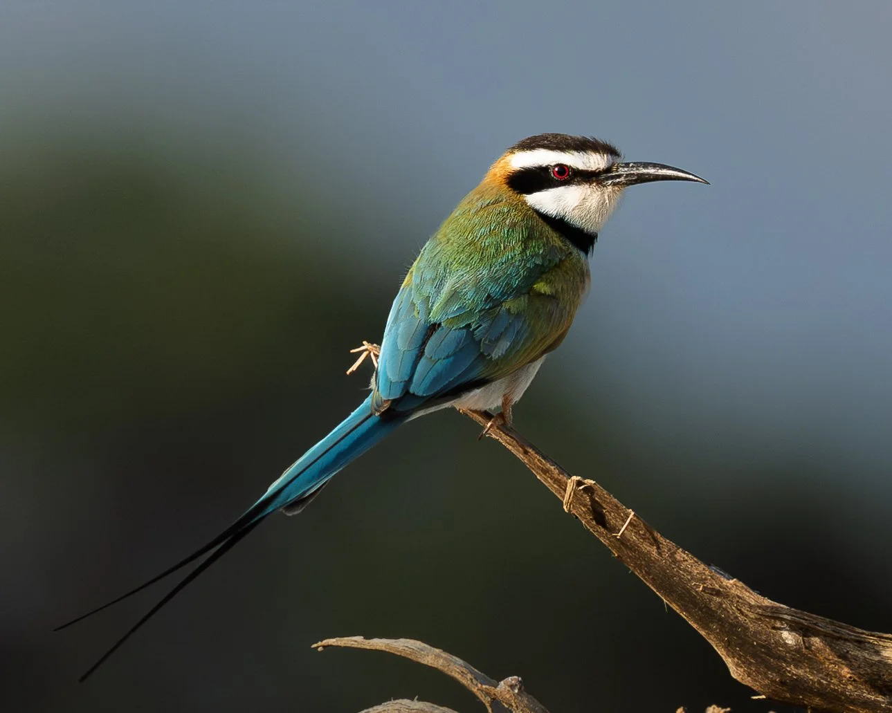 White-throated Bee-eater | Samburu, Kenya