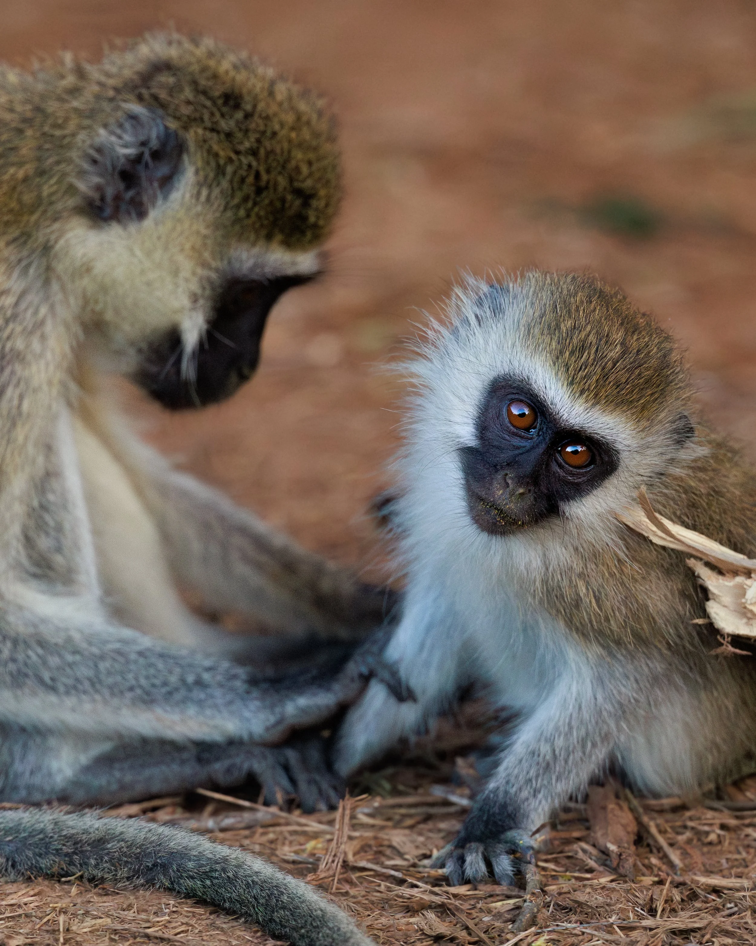  Vervet Monkey baby and mom | Costa Rica