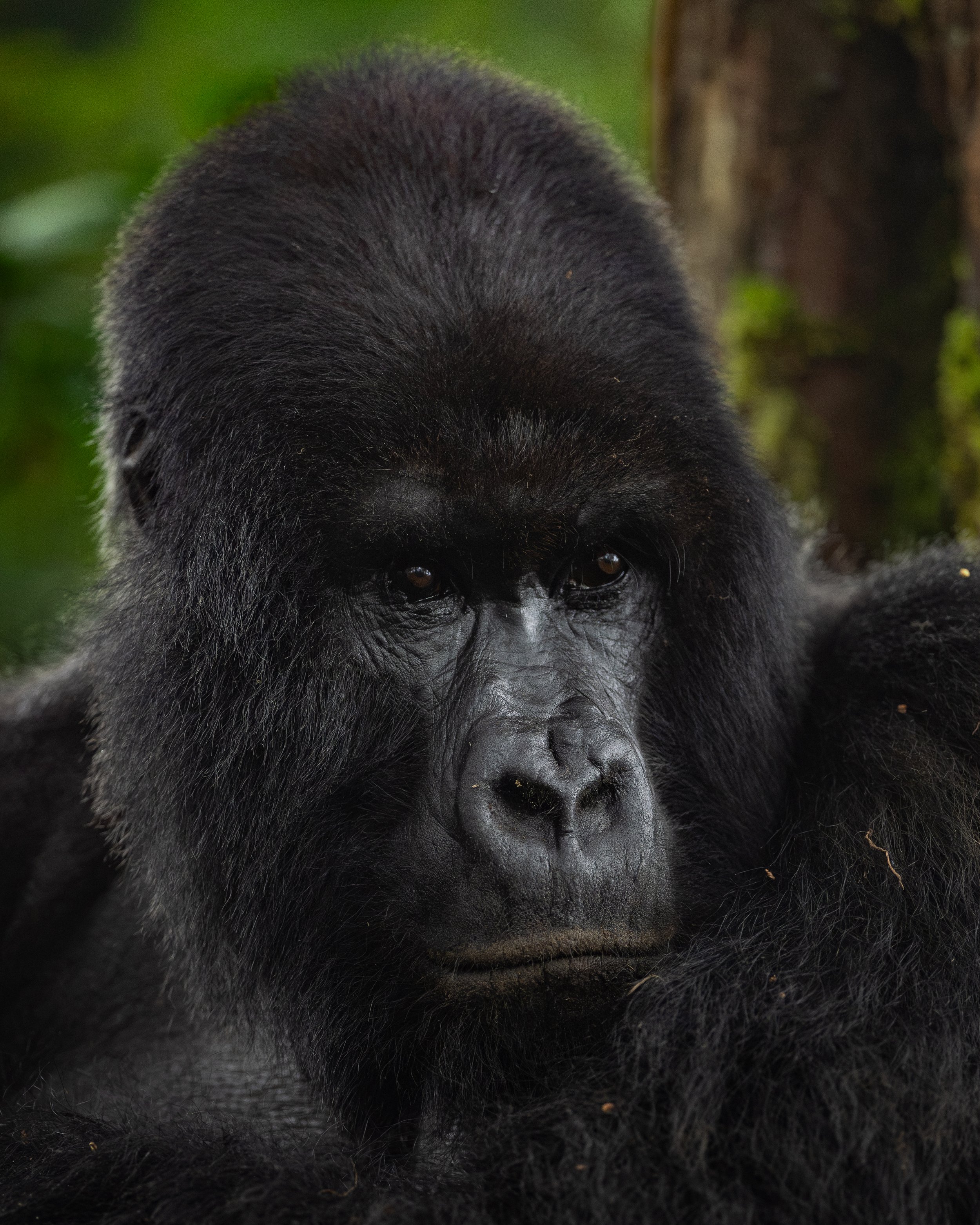 One of eight silverbacks in the Umubano family | Rwanda