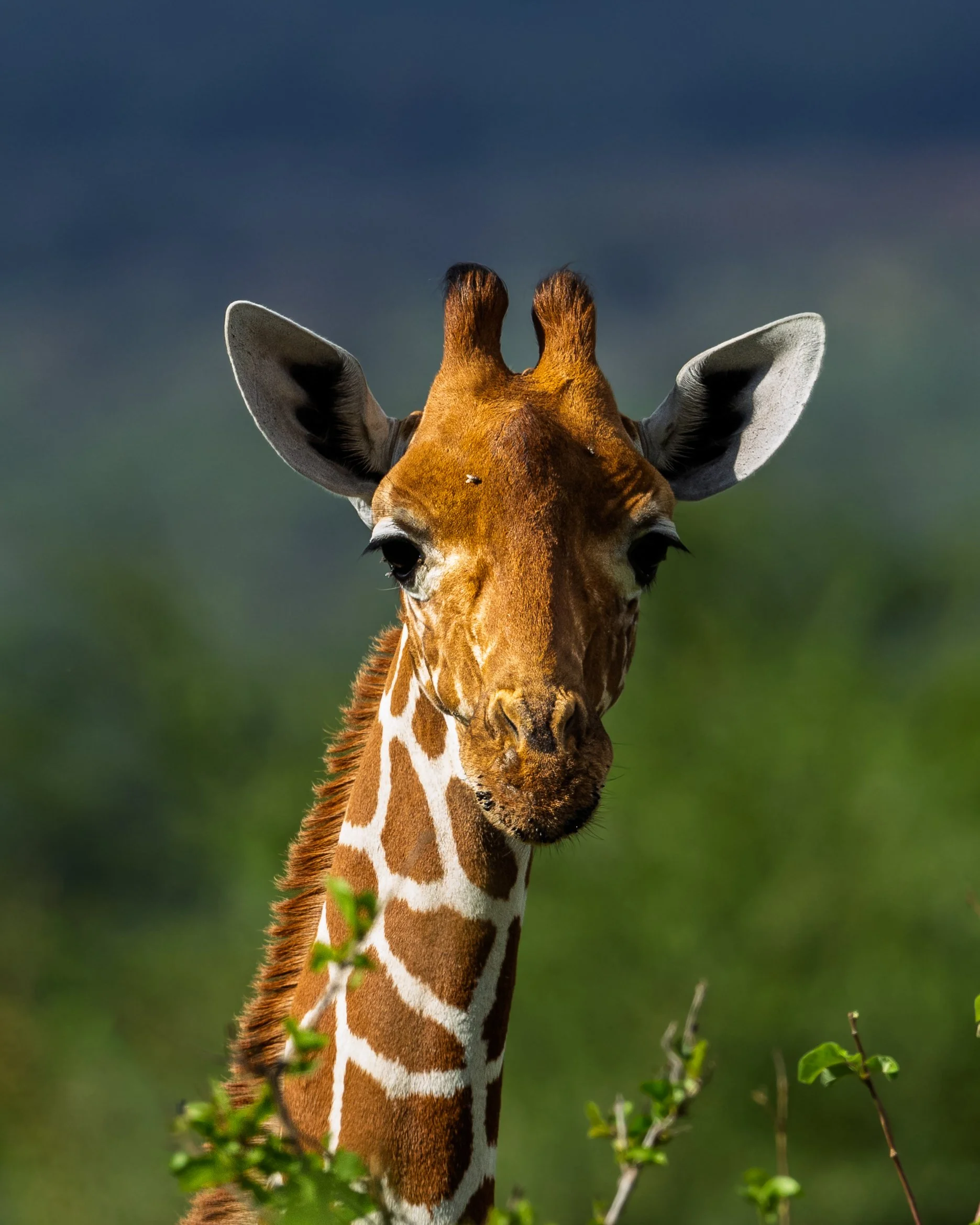 Giraffe | Kenya