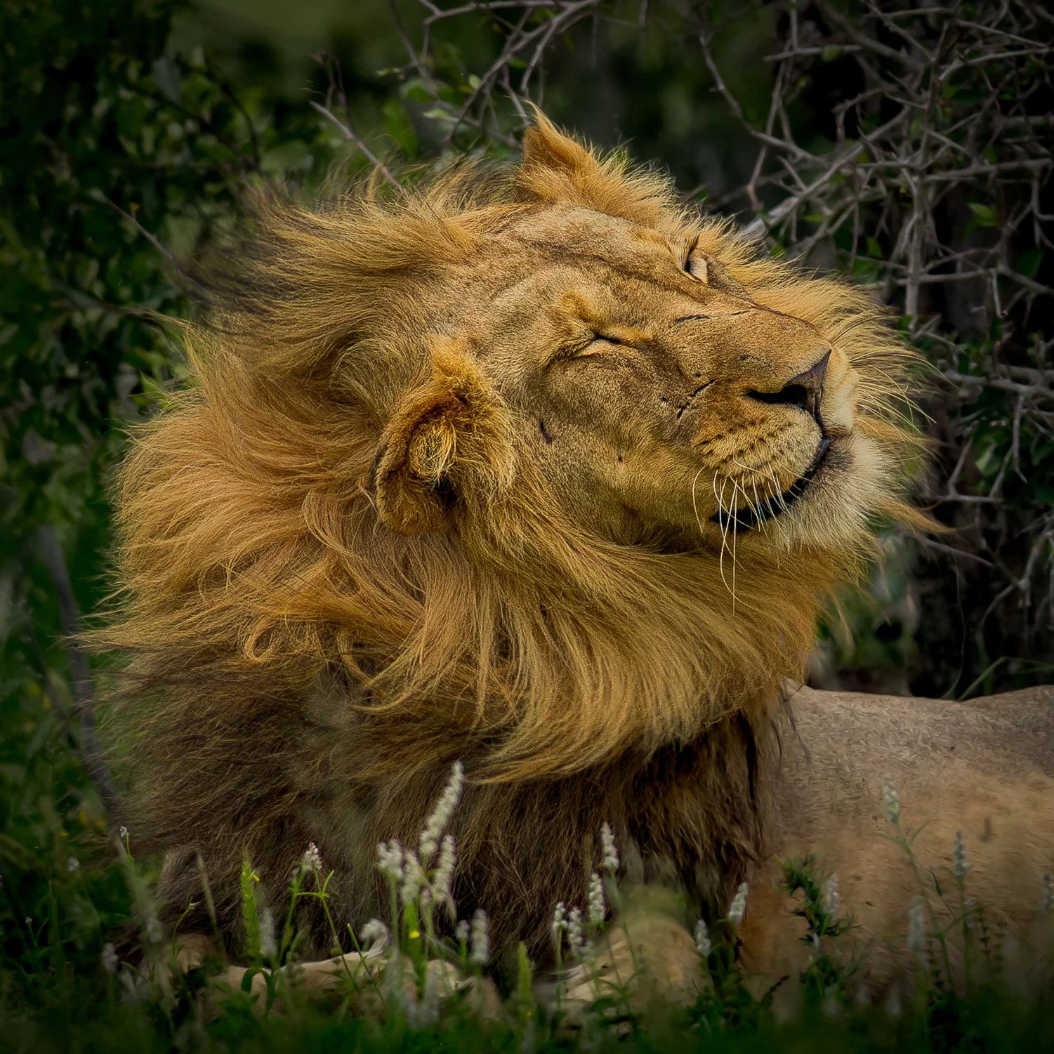 The "Hairflip" male lion | Sabi Sands, South Africa