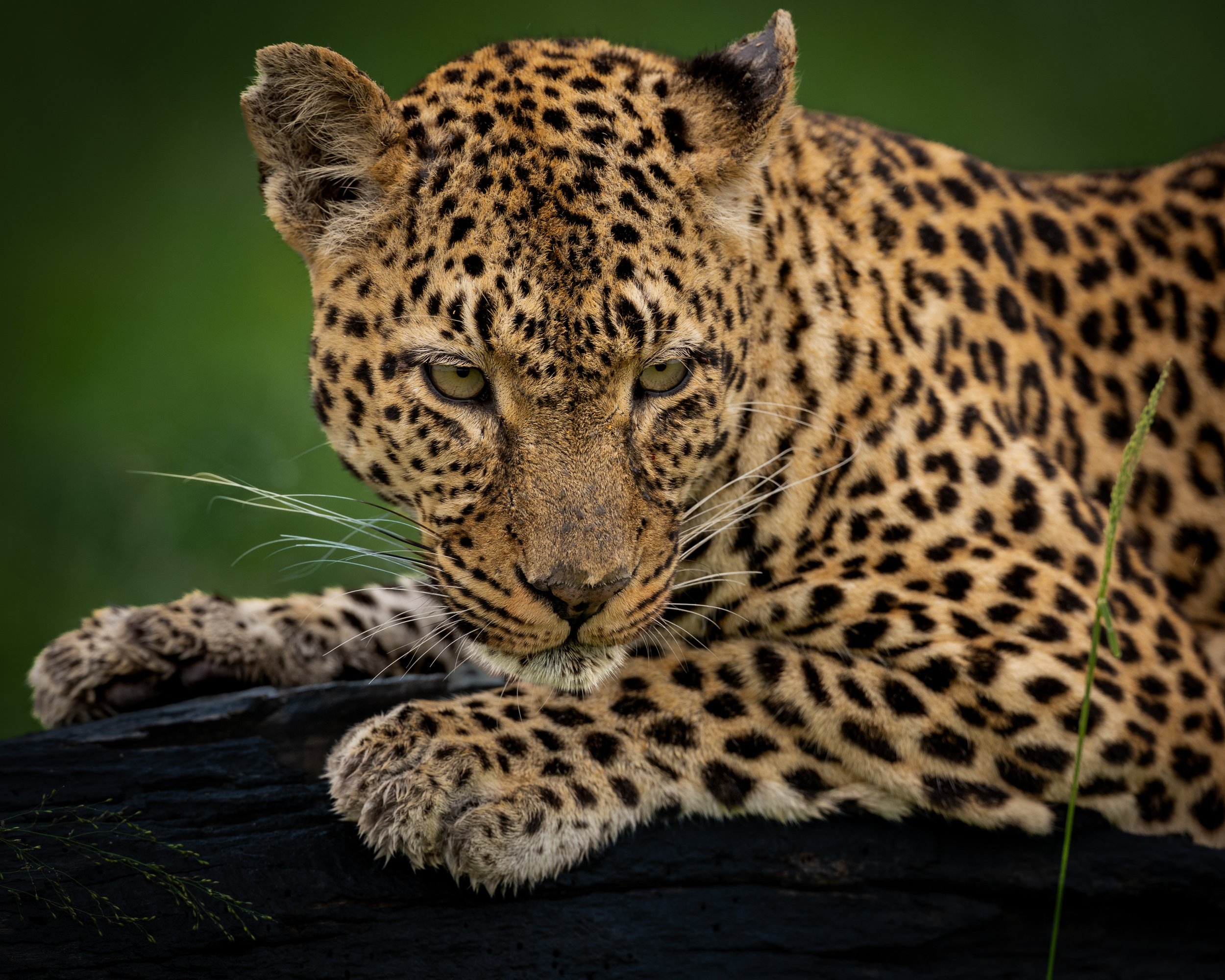 Resting leopard | Kruger, South Africa