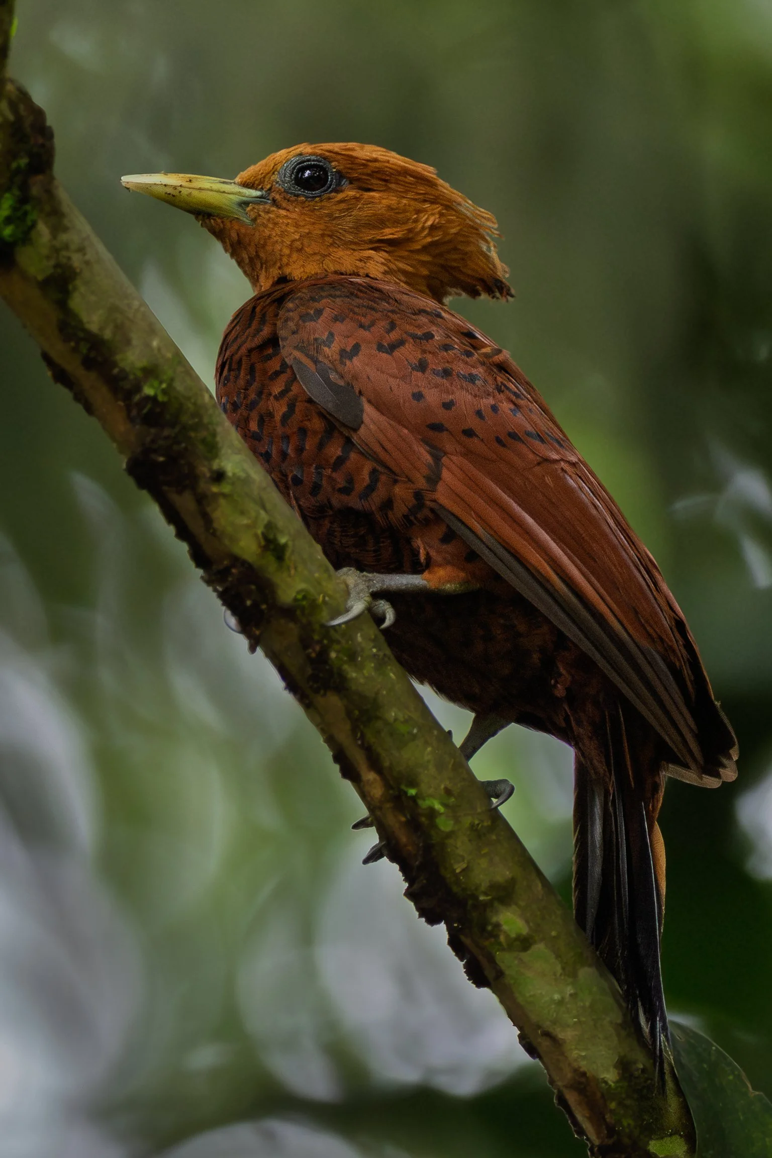 Chestnut-colored Woodpecker | Costa Rica