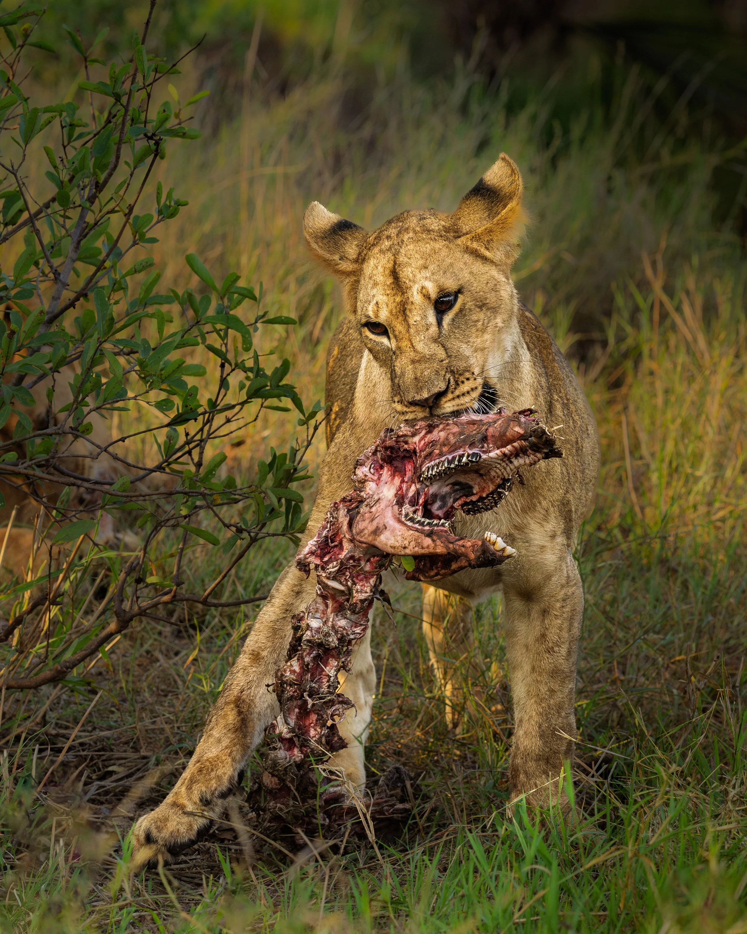 A hungry lioness | Samburu, Kenya