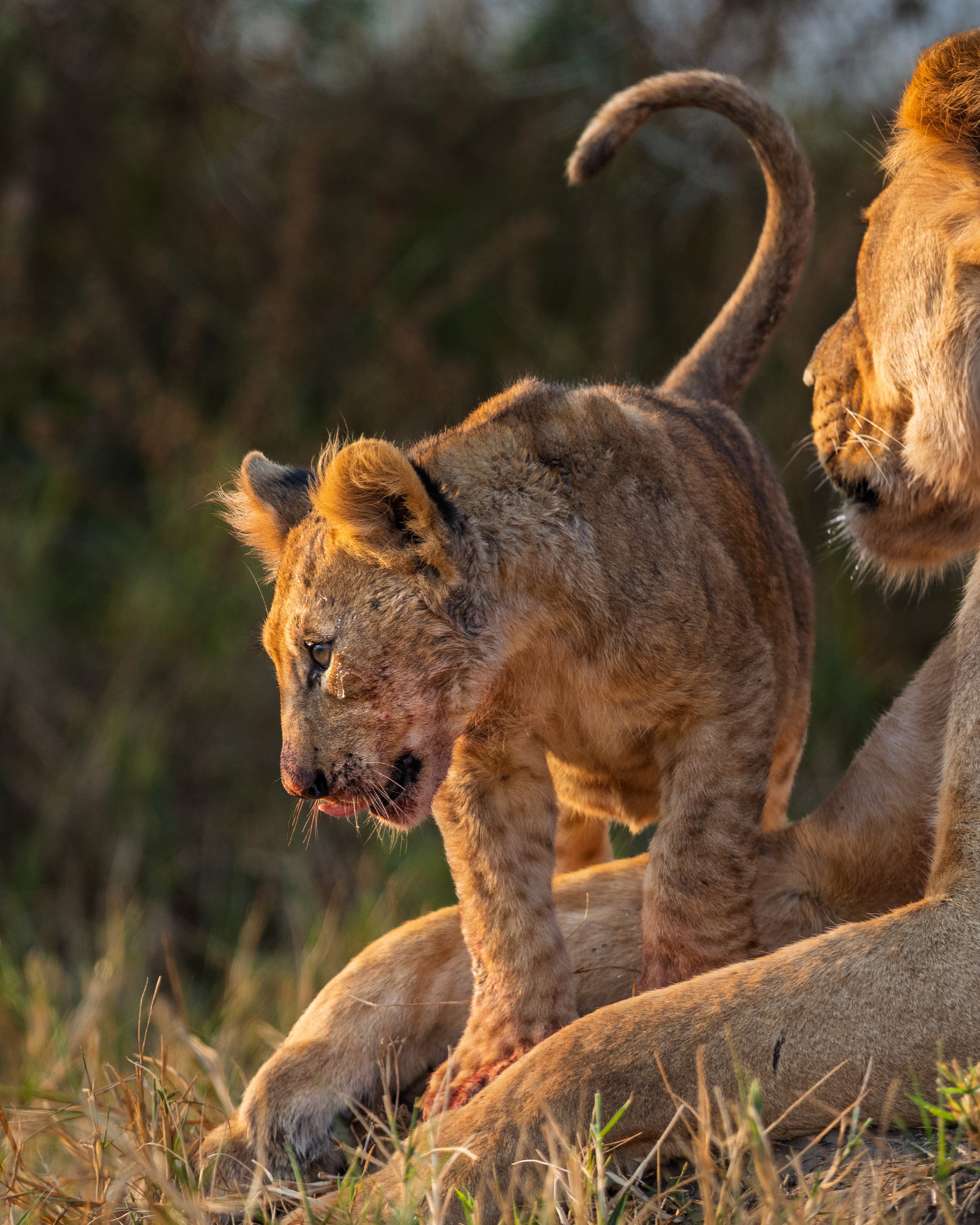 A lion cub and mother after a fresh buffalo kill | Akagera, Rwanda
