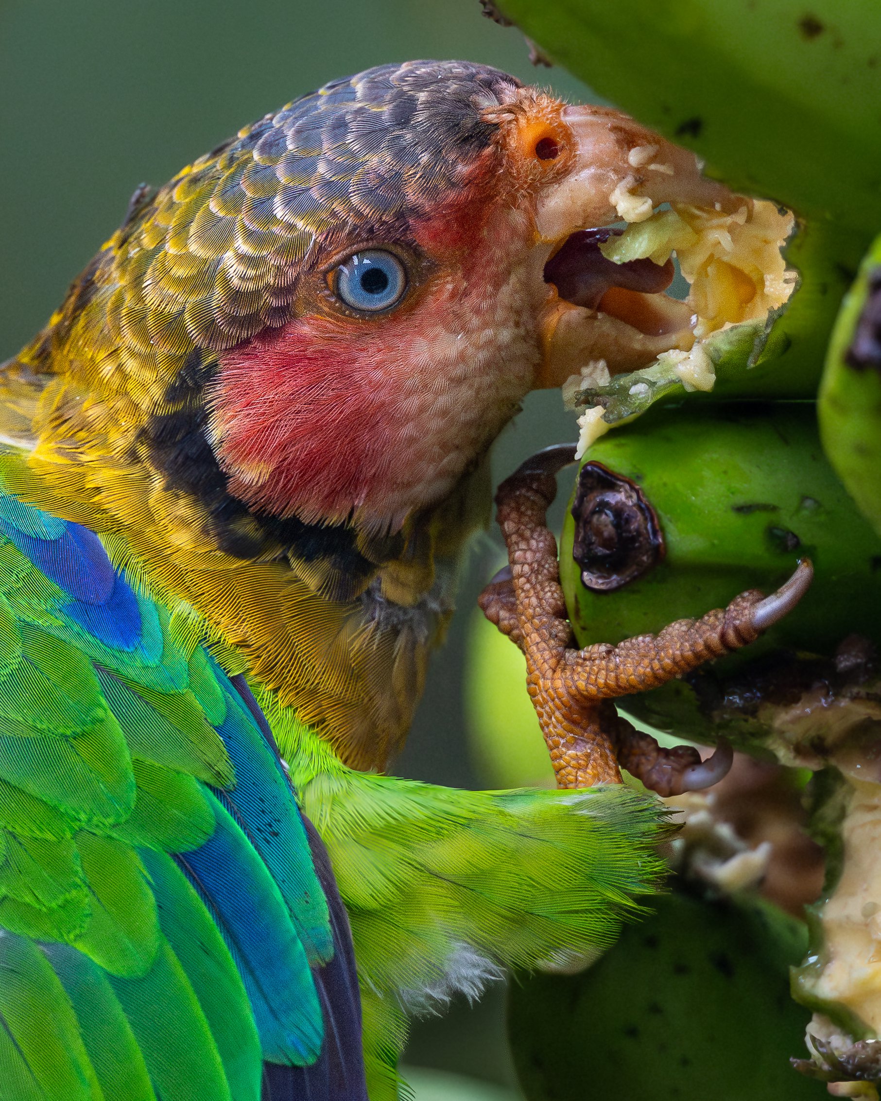Rose-faced Parrot | Ecuador