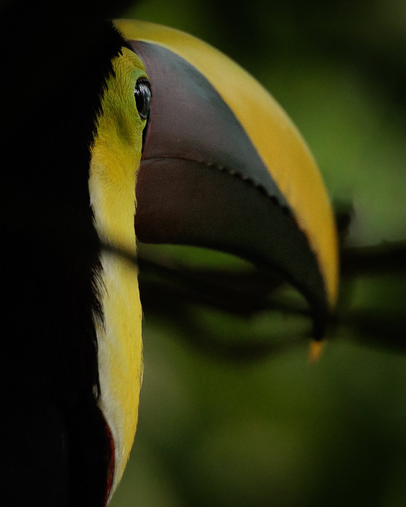 Yellow-throated Toucan | Costa Rica