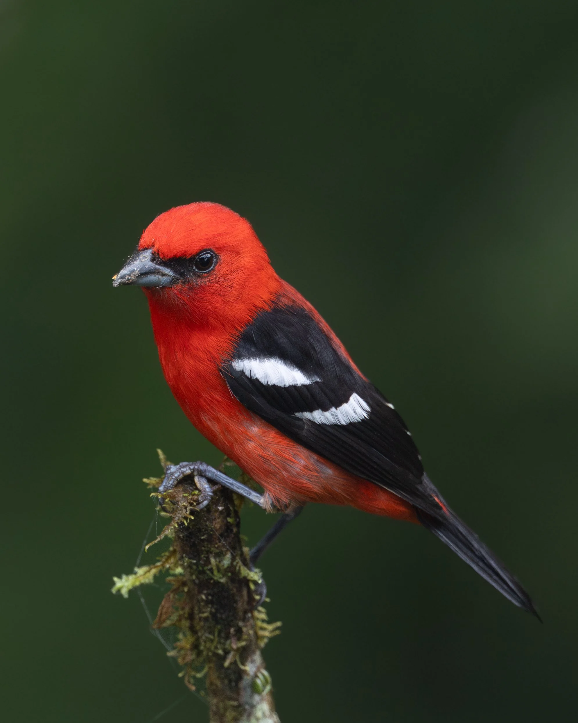 White-winged Tanager | Ecuador