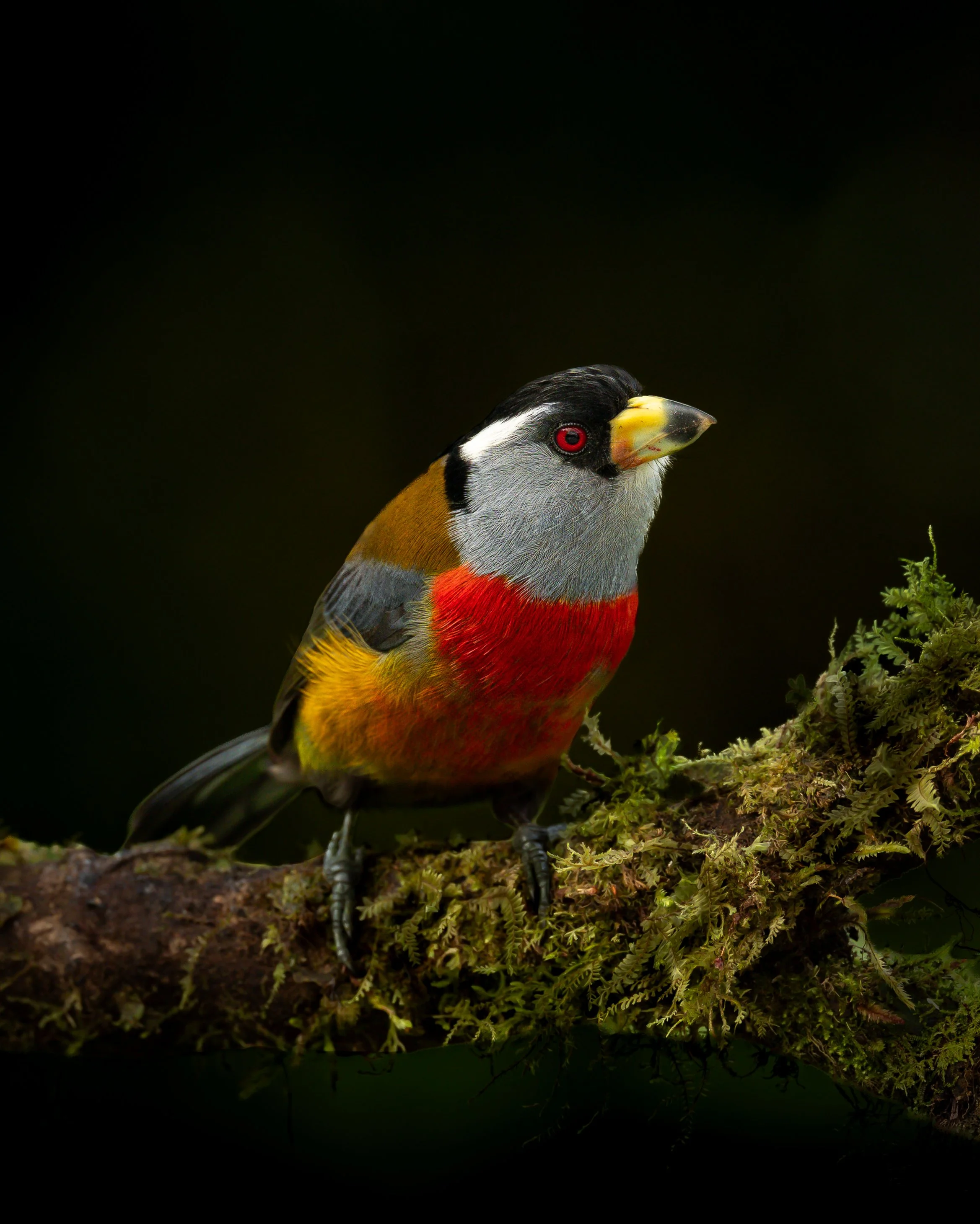 Red-headed Barbet | Sachatamia, Ecuador