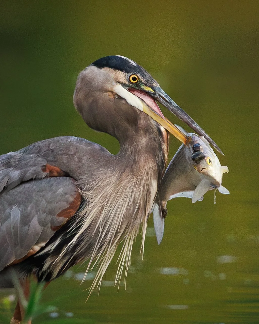 Great Blue Heron | Basalt, Colorado