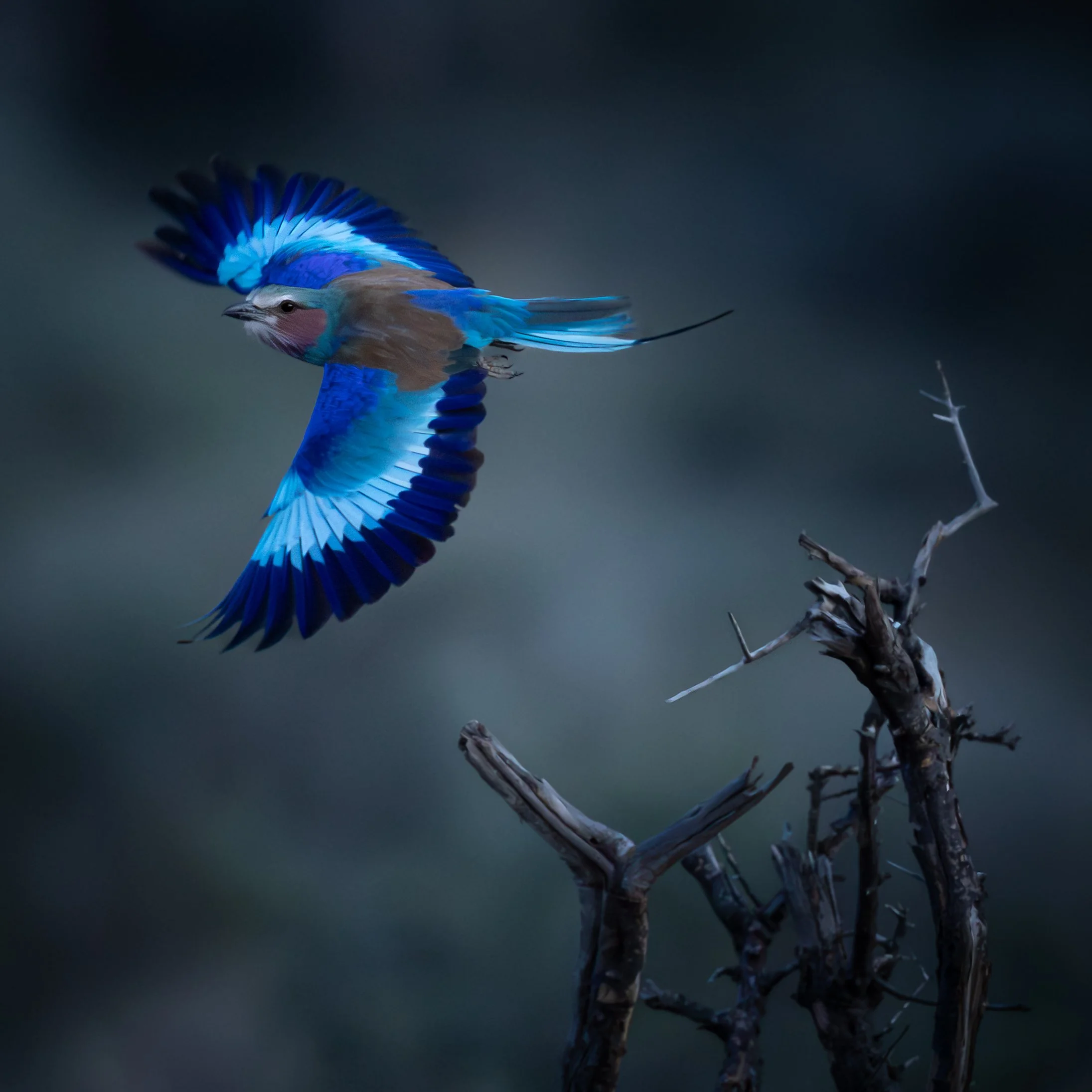 Lilac-breasted Roller in flight | Sabi Sands, South Africa