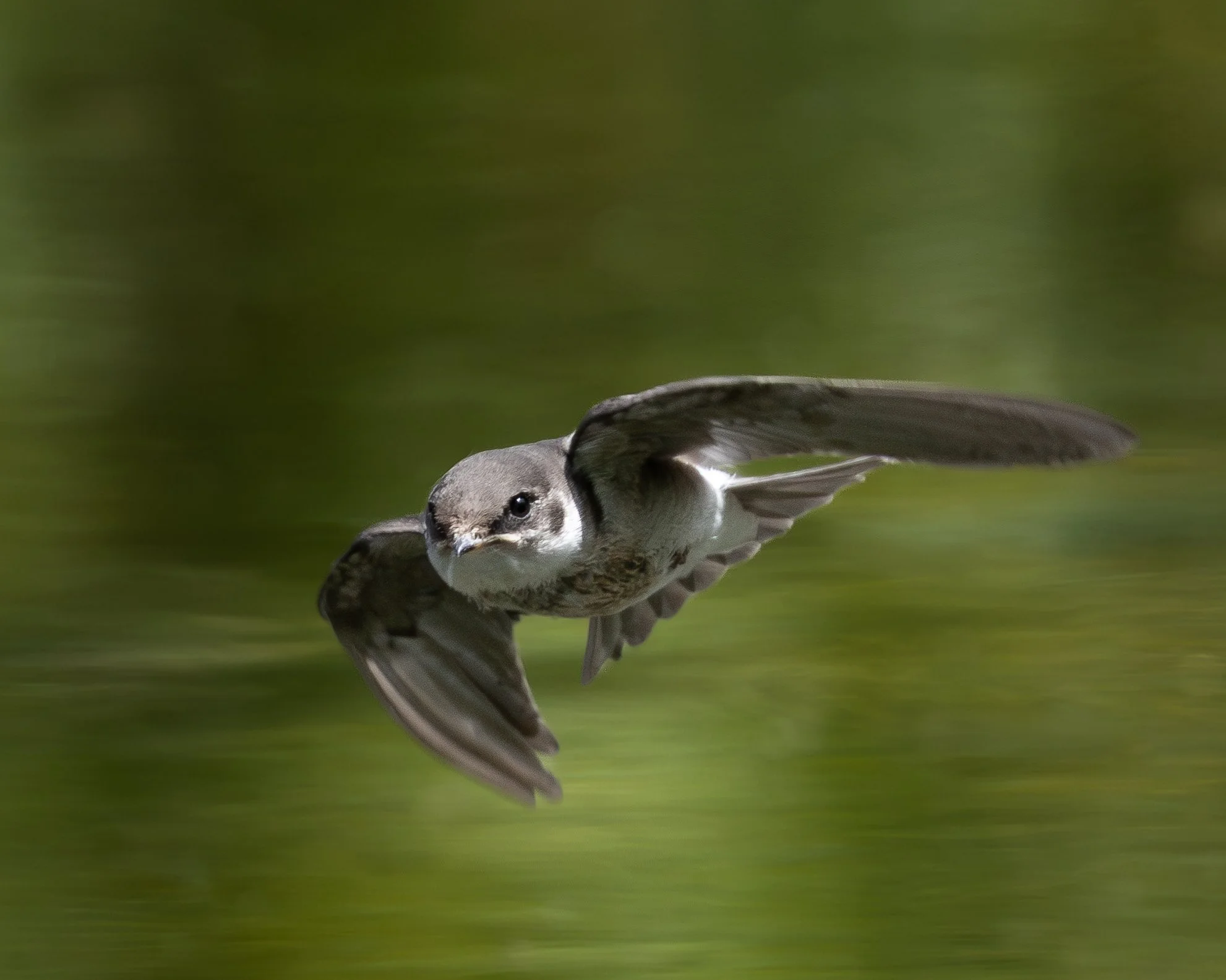 Northern Rough-winged Swallow | Aspen, Colorado