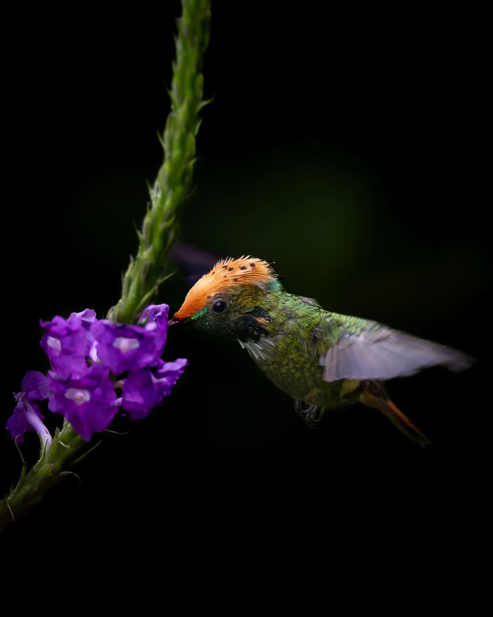 Spangled Coquette | Ecuador