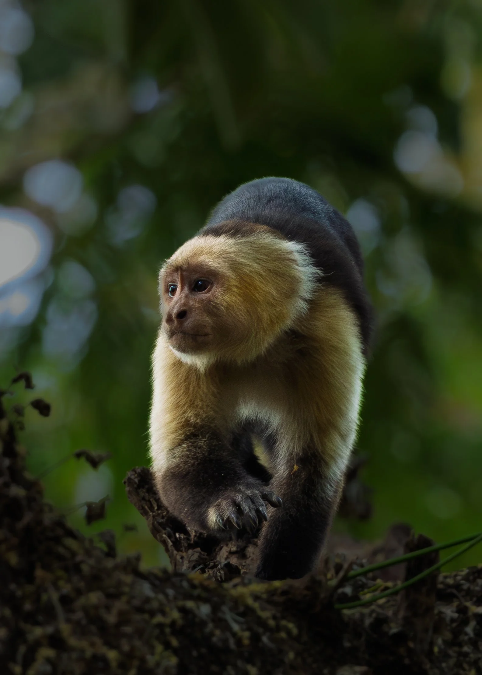 White-faced Capuchin | Costa Rica