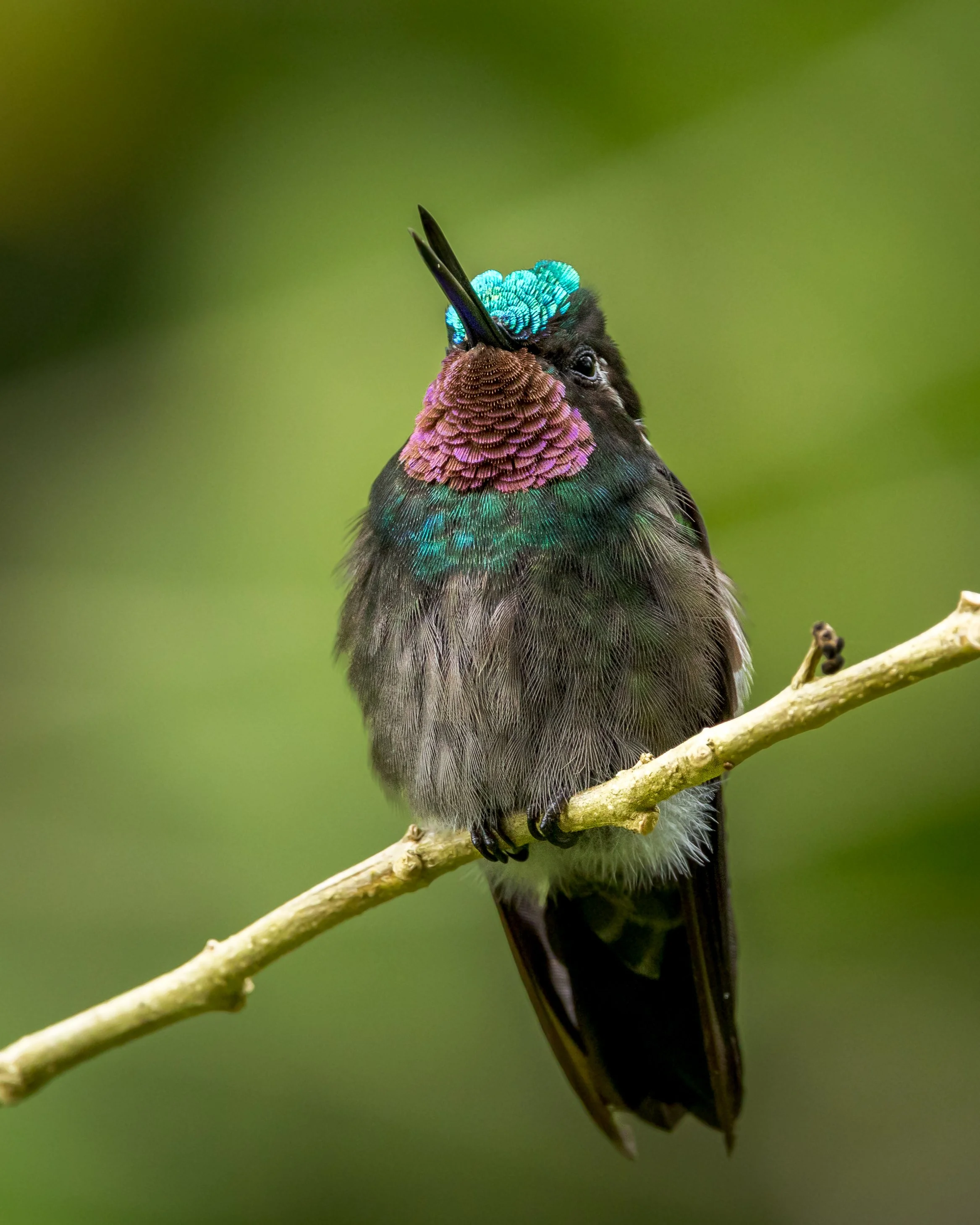 Purple-throated Mountain Gem | Costa Rica