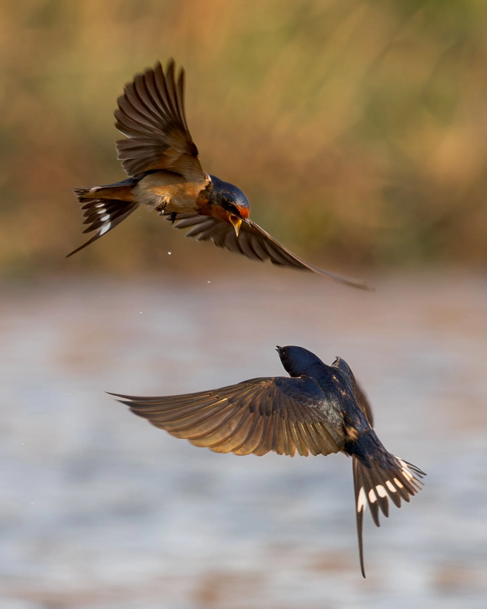 Barn Swallows | El Jebel, Colorado