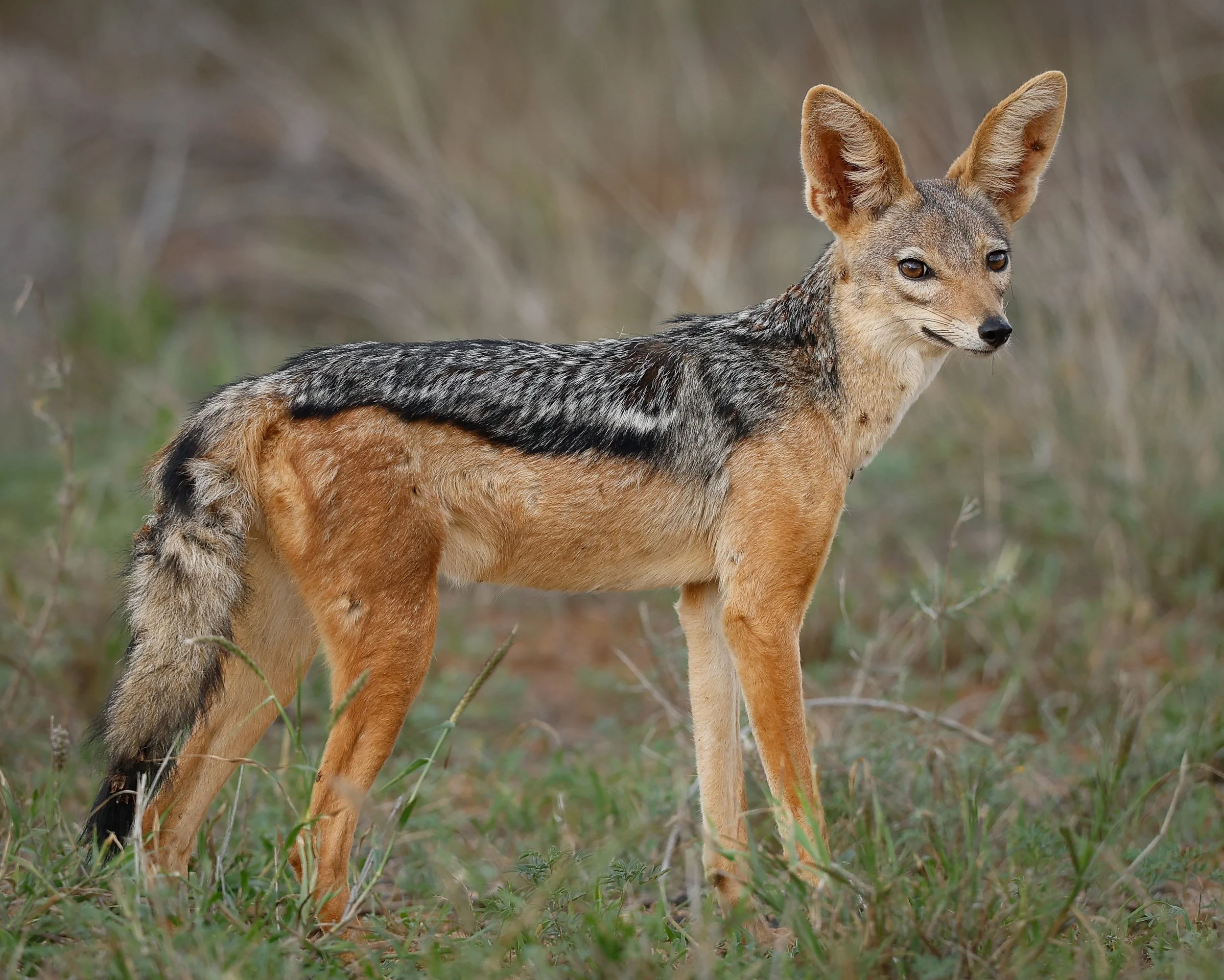 Black-backed Jackal | South Africa